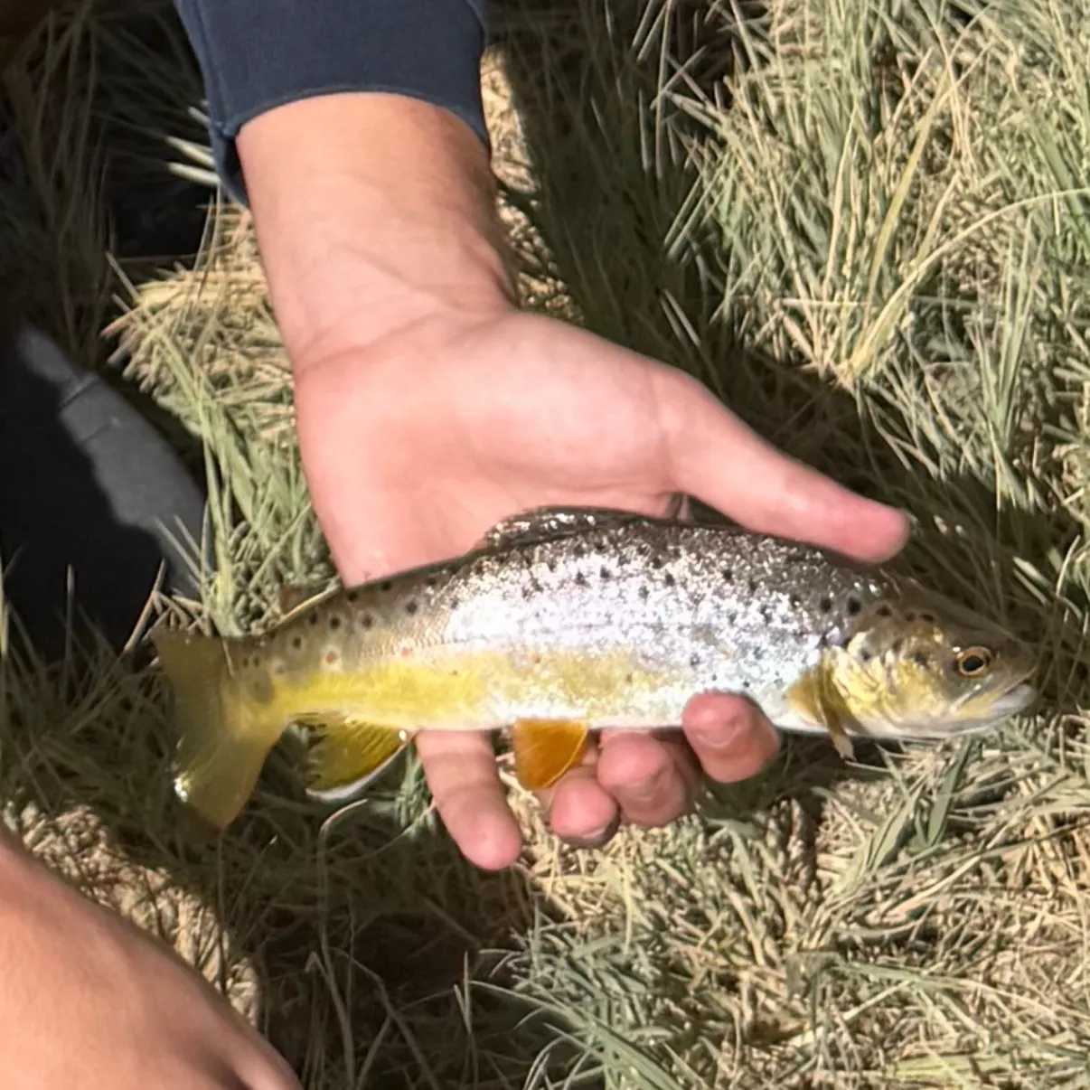 The most recent Brown trout catches on Fishbrain