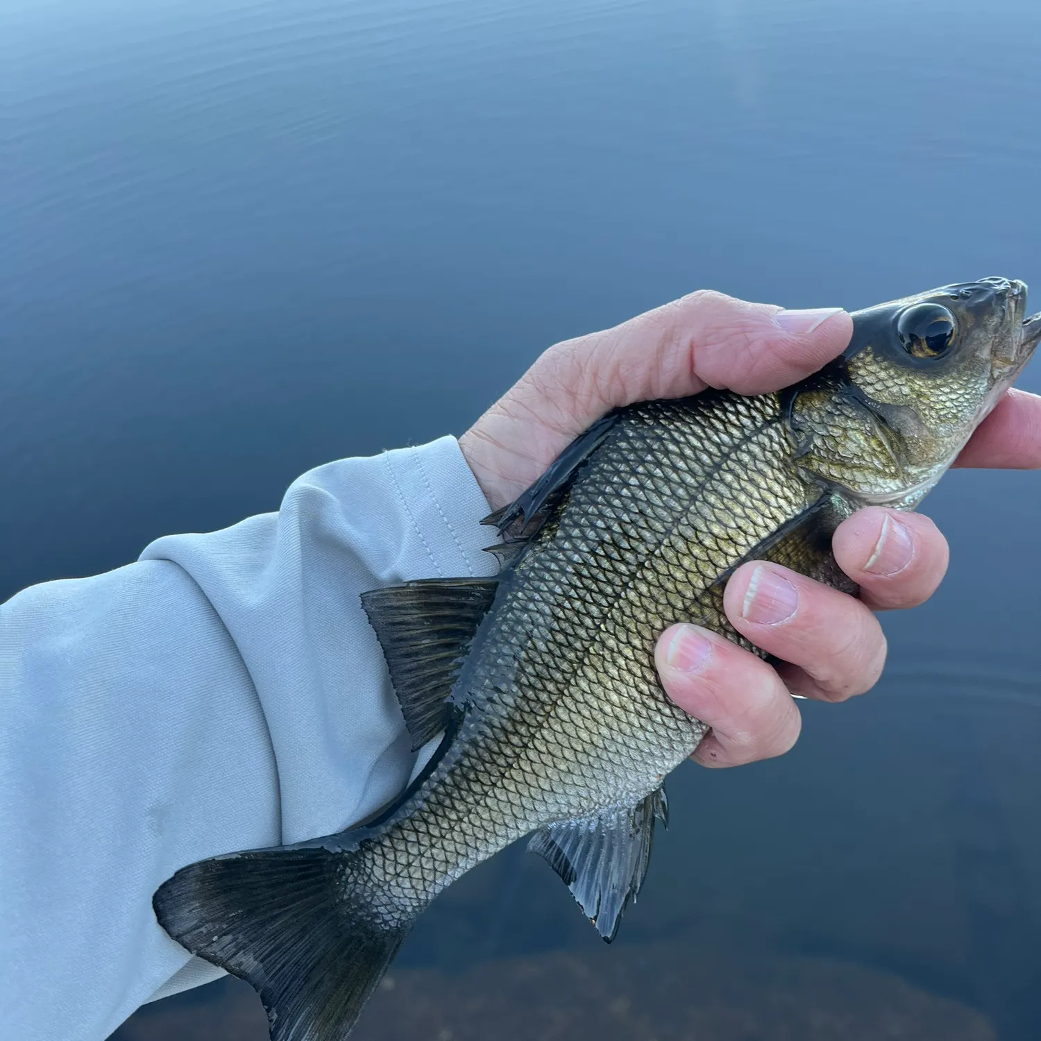 White perch caught on Fishbrain