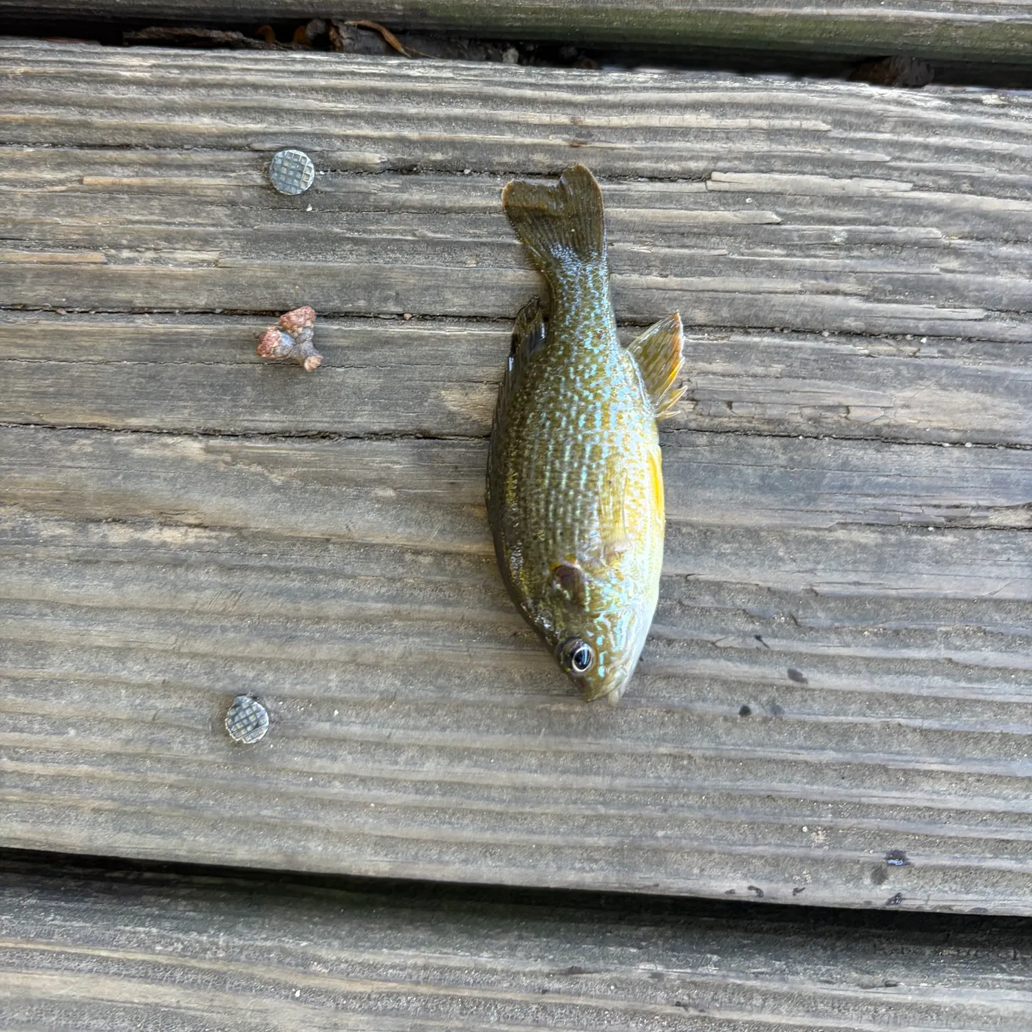 Green sunfish caught on Fishbrain