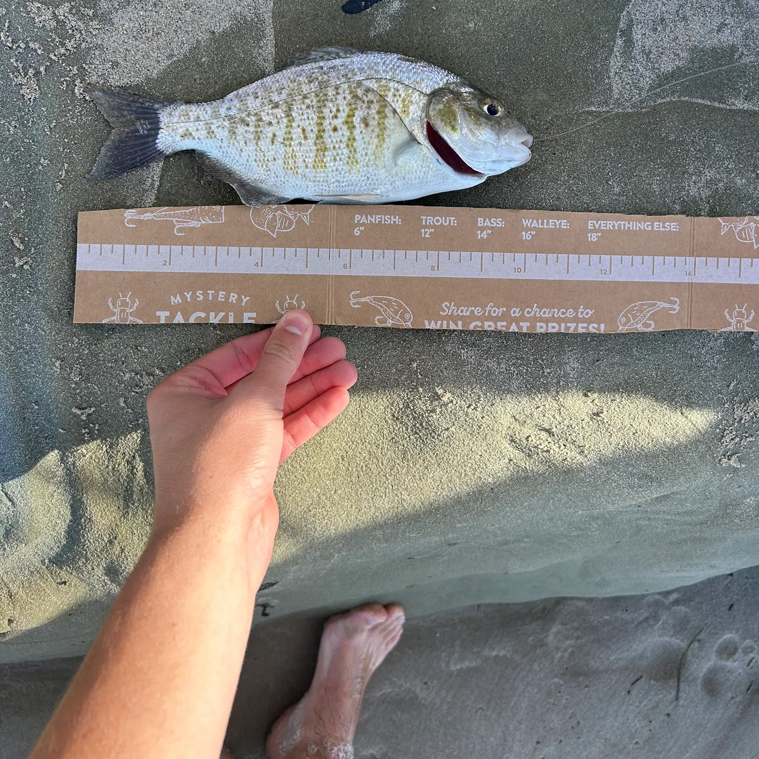 recently logged catches