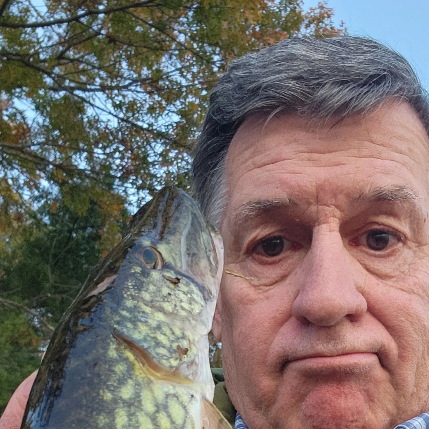 Chain pickerel caught on Fishbrain