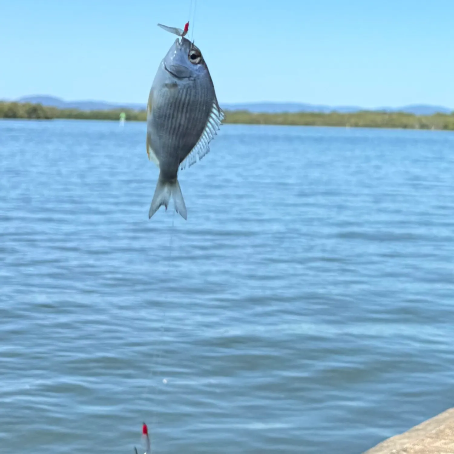 The most recent Goldlined seabream catches on Fishbrain