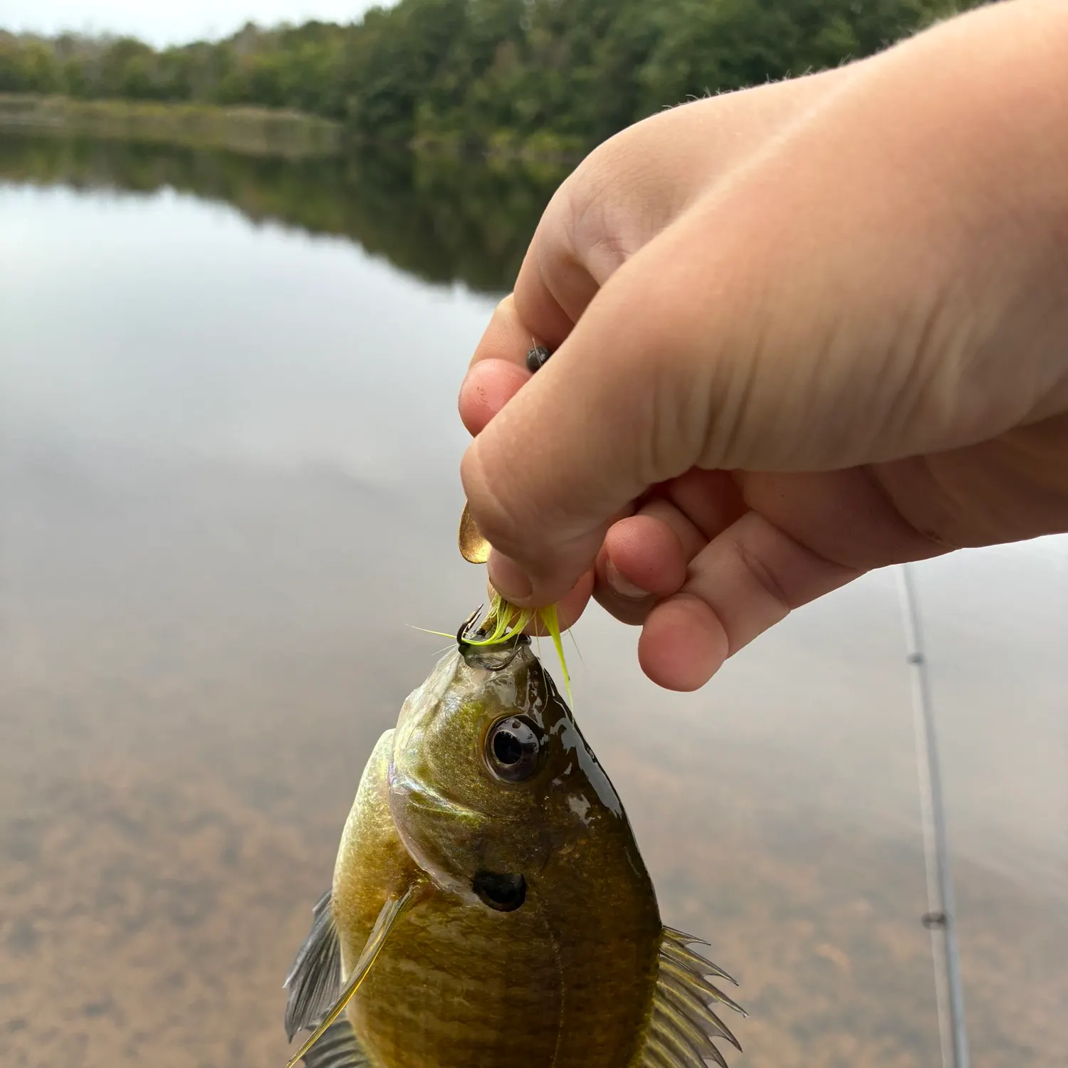 Bluegill caught on Fishbrain