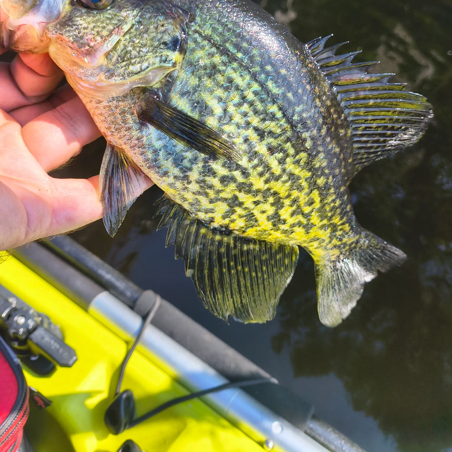 Black crappie caught on Fishbrain