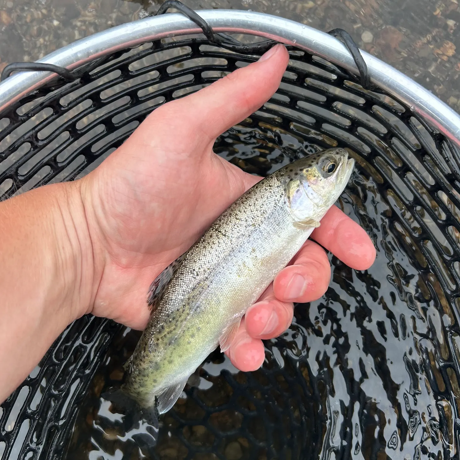 Rainbow trout caught on Fishbrain