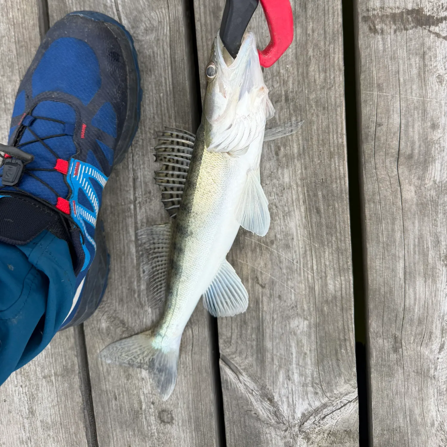 Zander caught on Fishbrain