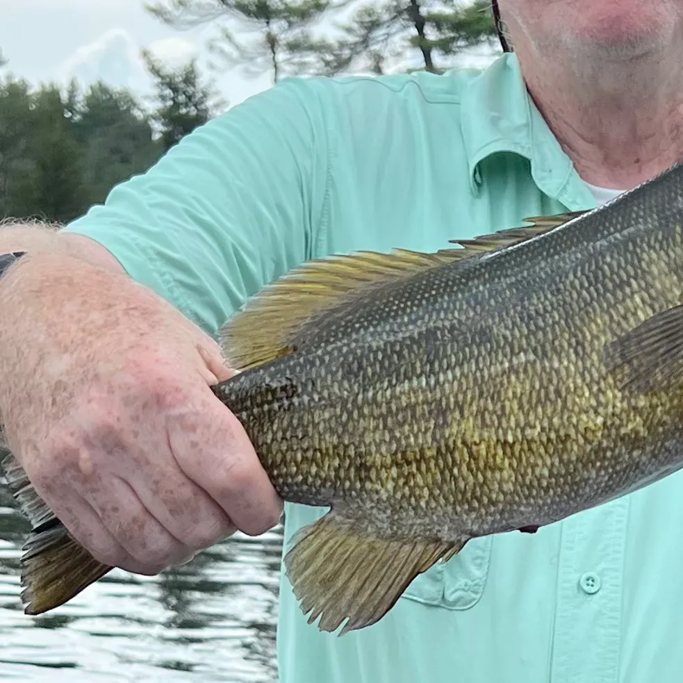 Smallmouth bass caught on Fishbrain