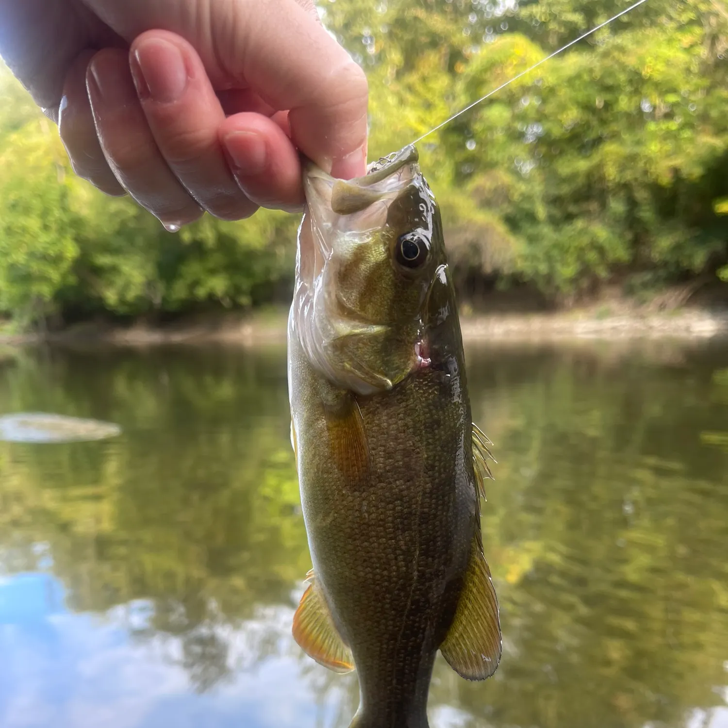 Smallmouth bass caught on Fishbrain