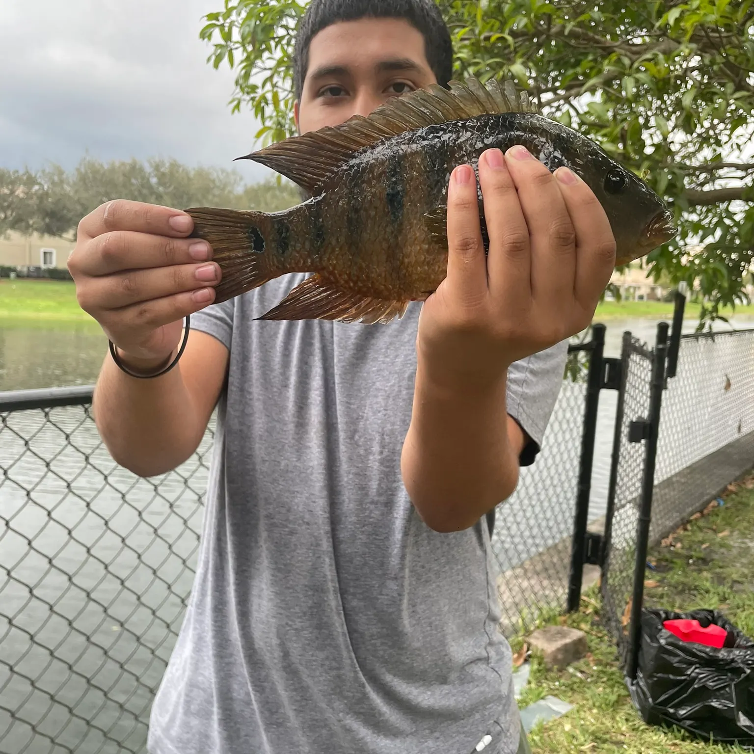 The most recent Mayan cichlid catches on Fishbrain