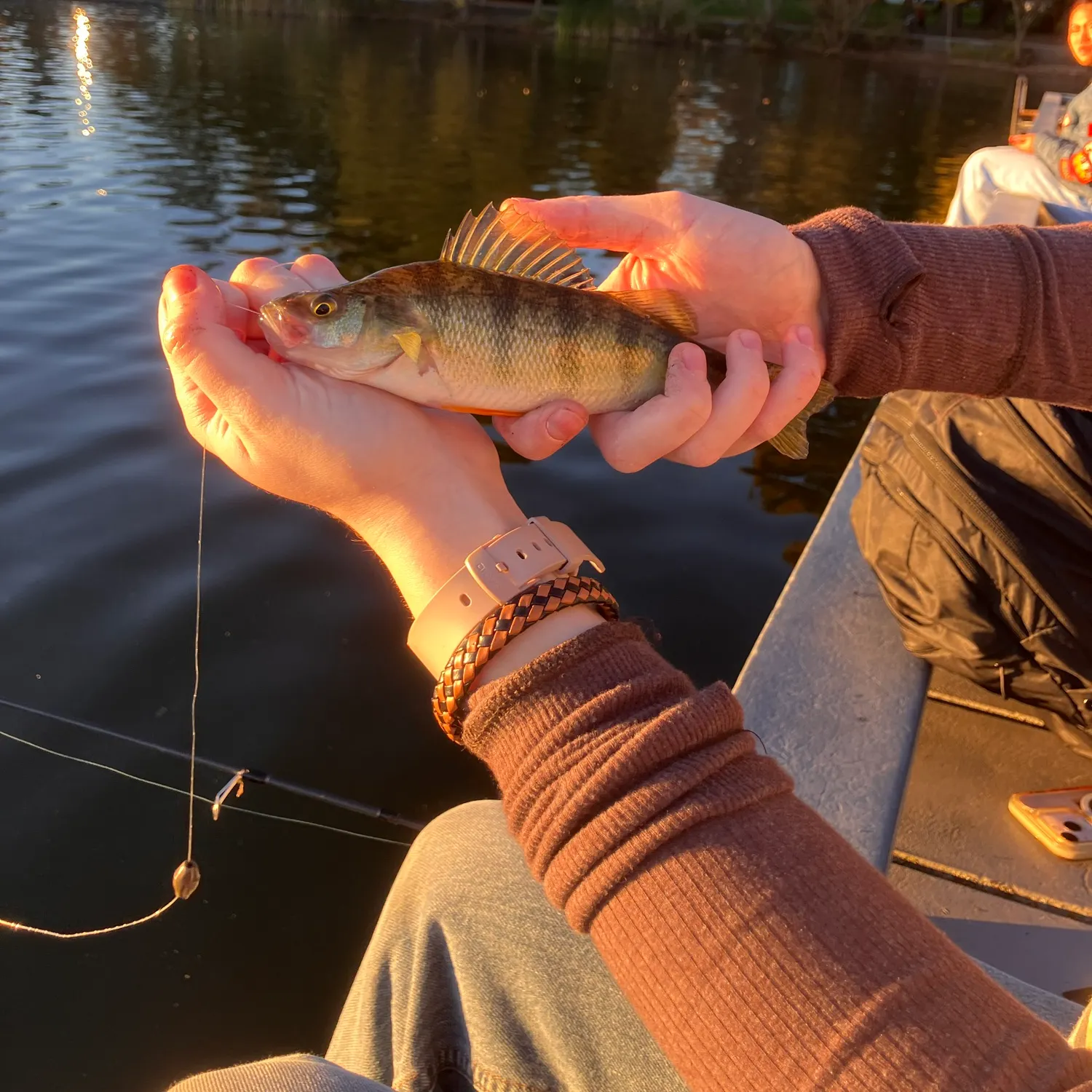 Yellow perch caught on Fishbrain
