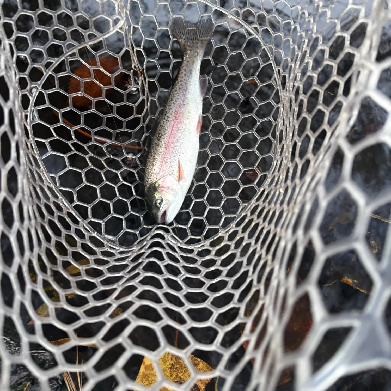 Rainbow trout caught on Fishbrain
