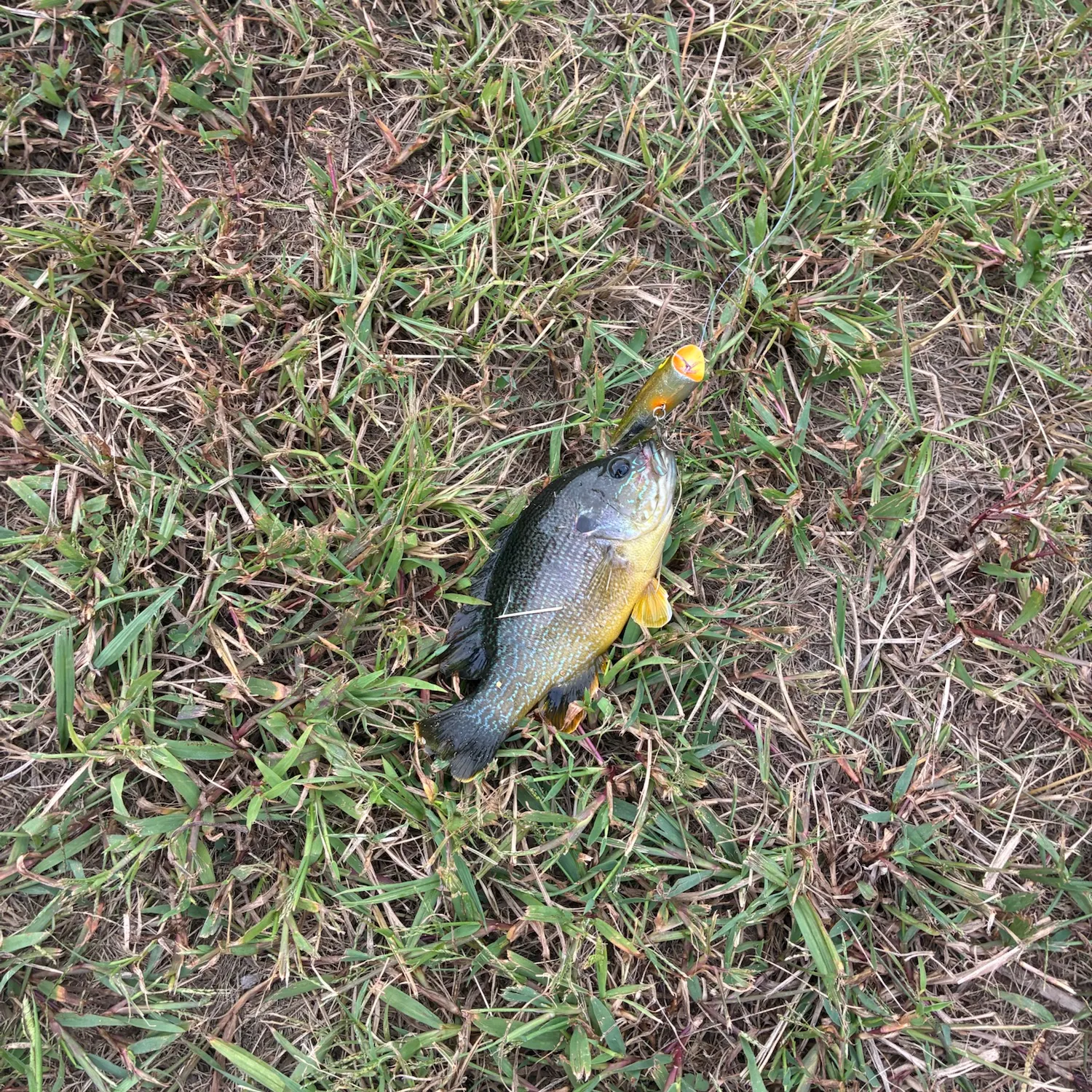 Fish caught on Fishbrain