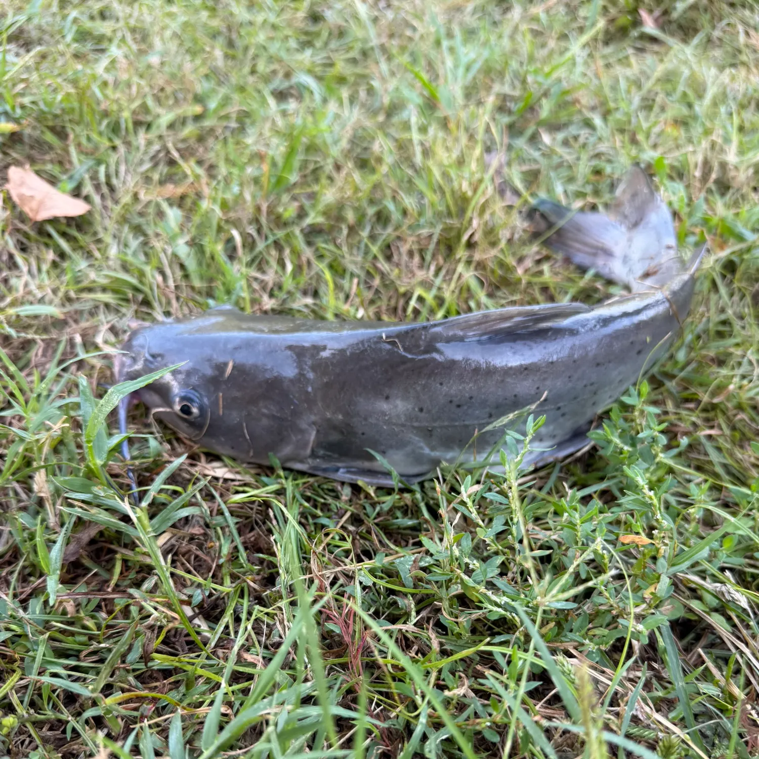 Channel catfish caught on Fishbrain
