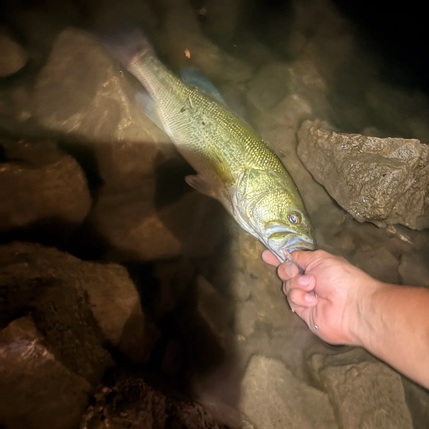 Largemouth bass caught on Fishbrain