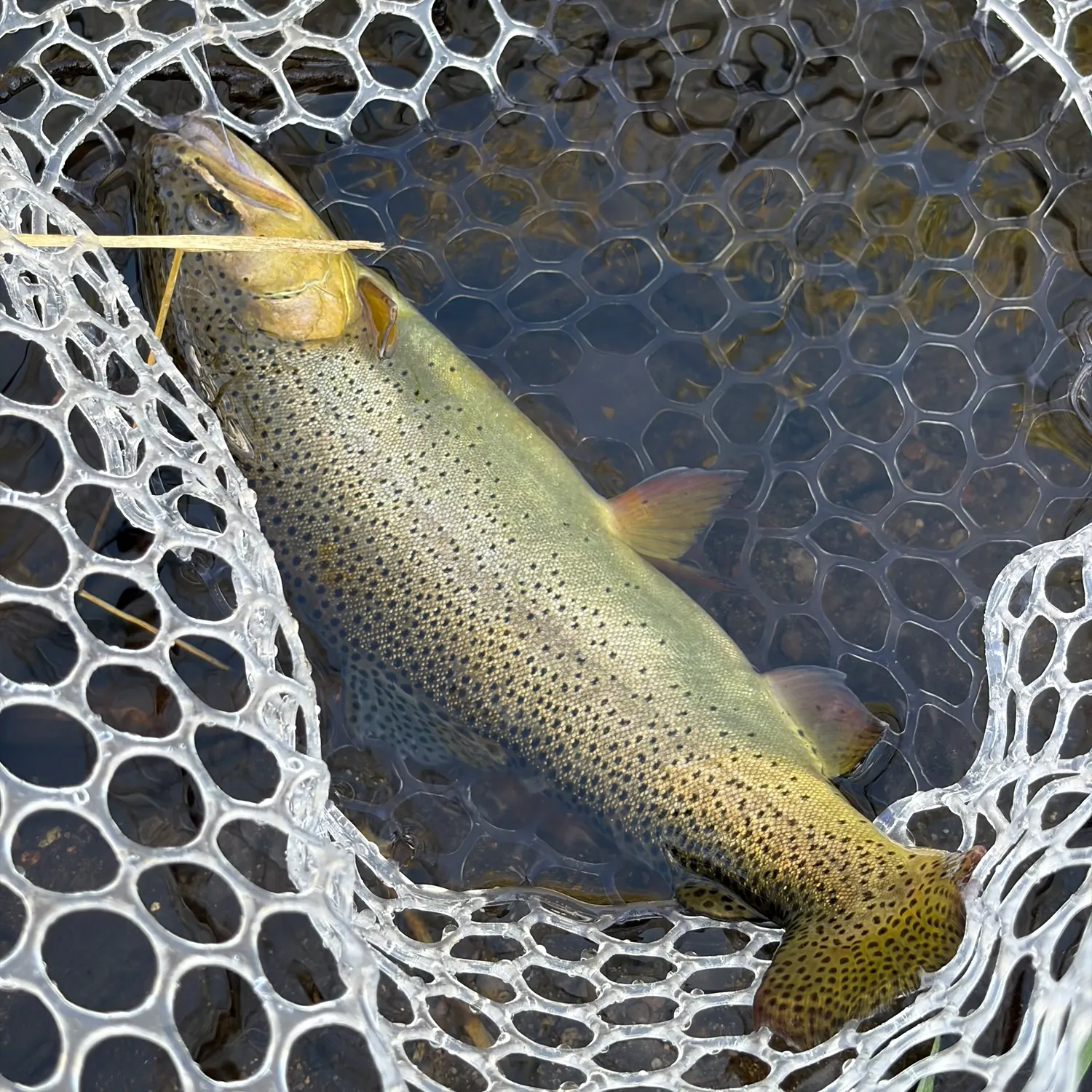 Apache trout caught on Fishbrain
