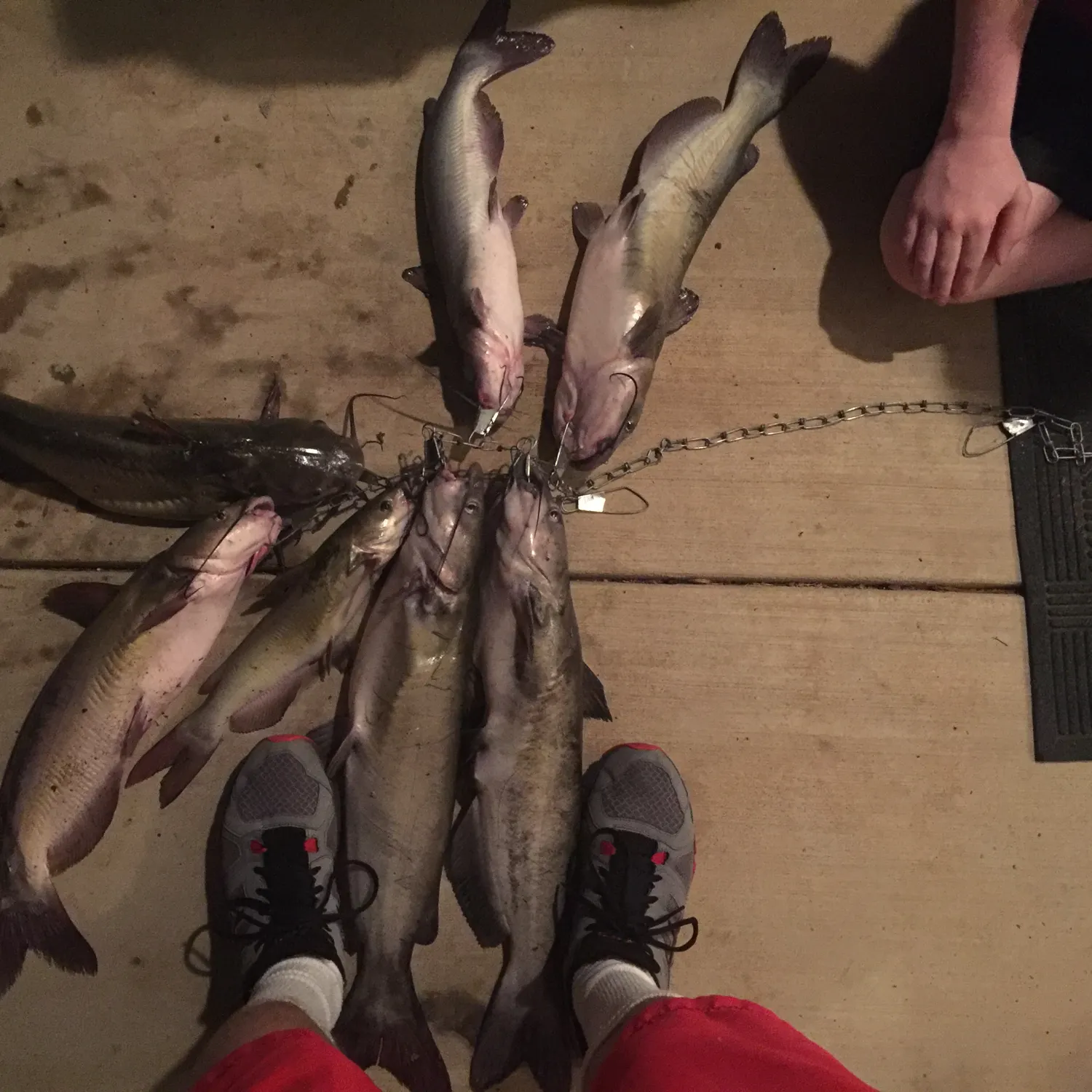 recently logged catches