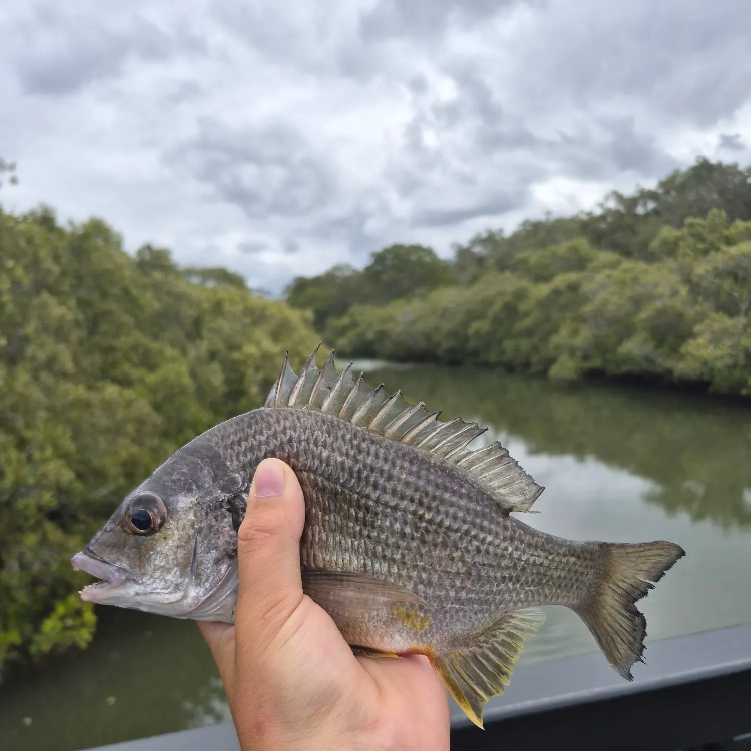 Surf bream caught on Fishbrain