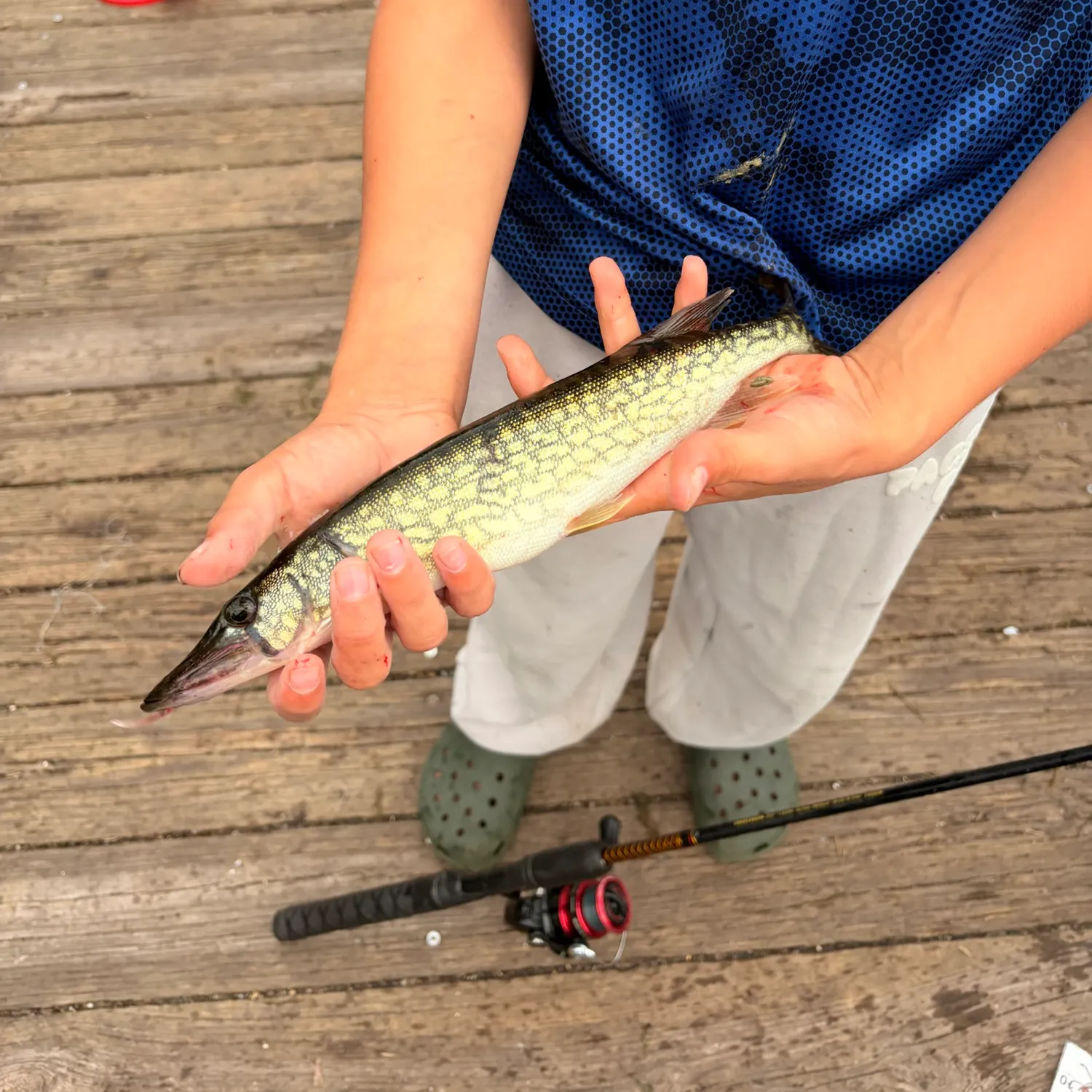 Chain pickerel caught on Fishbrain