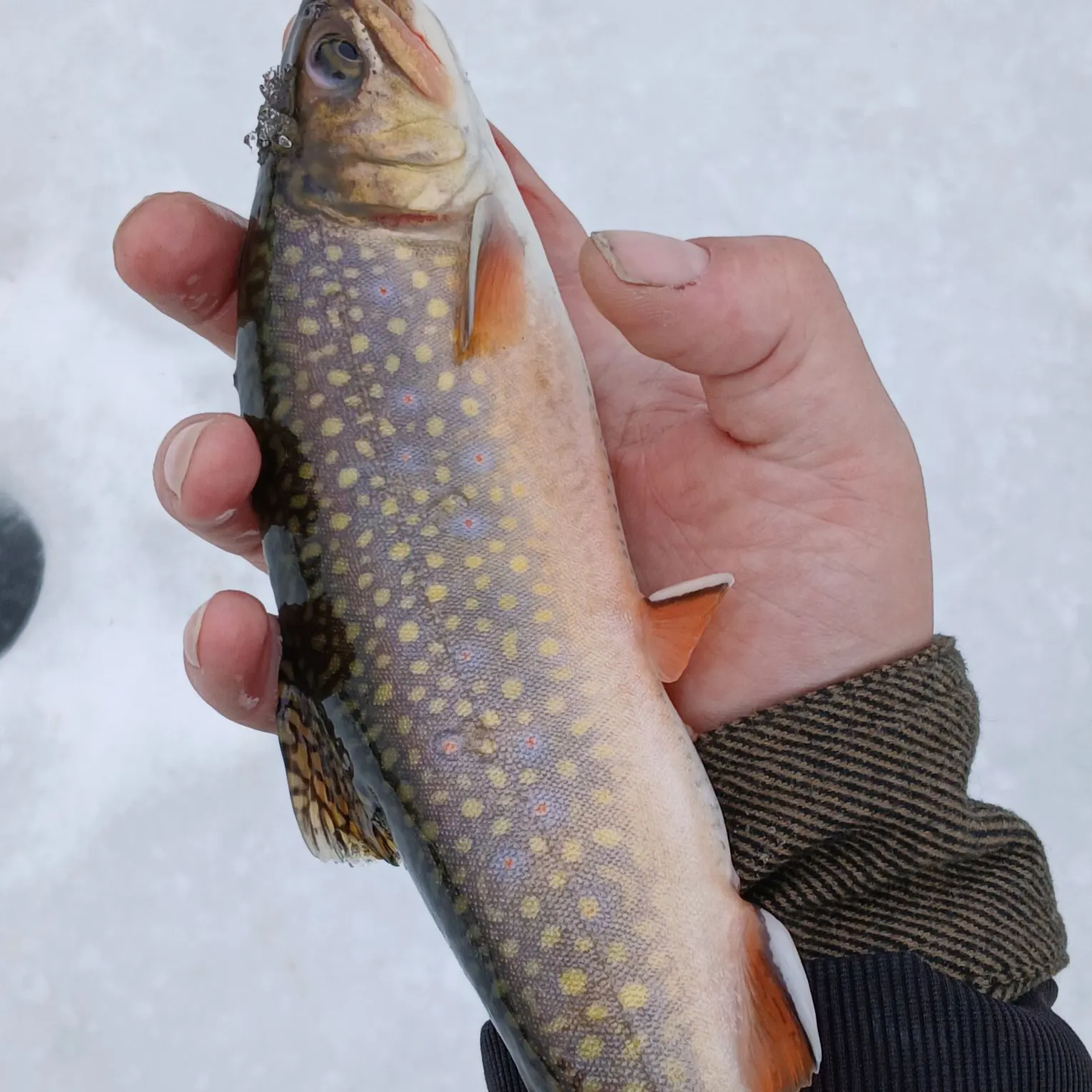 The most recent Brook trout catches on Fishbrain