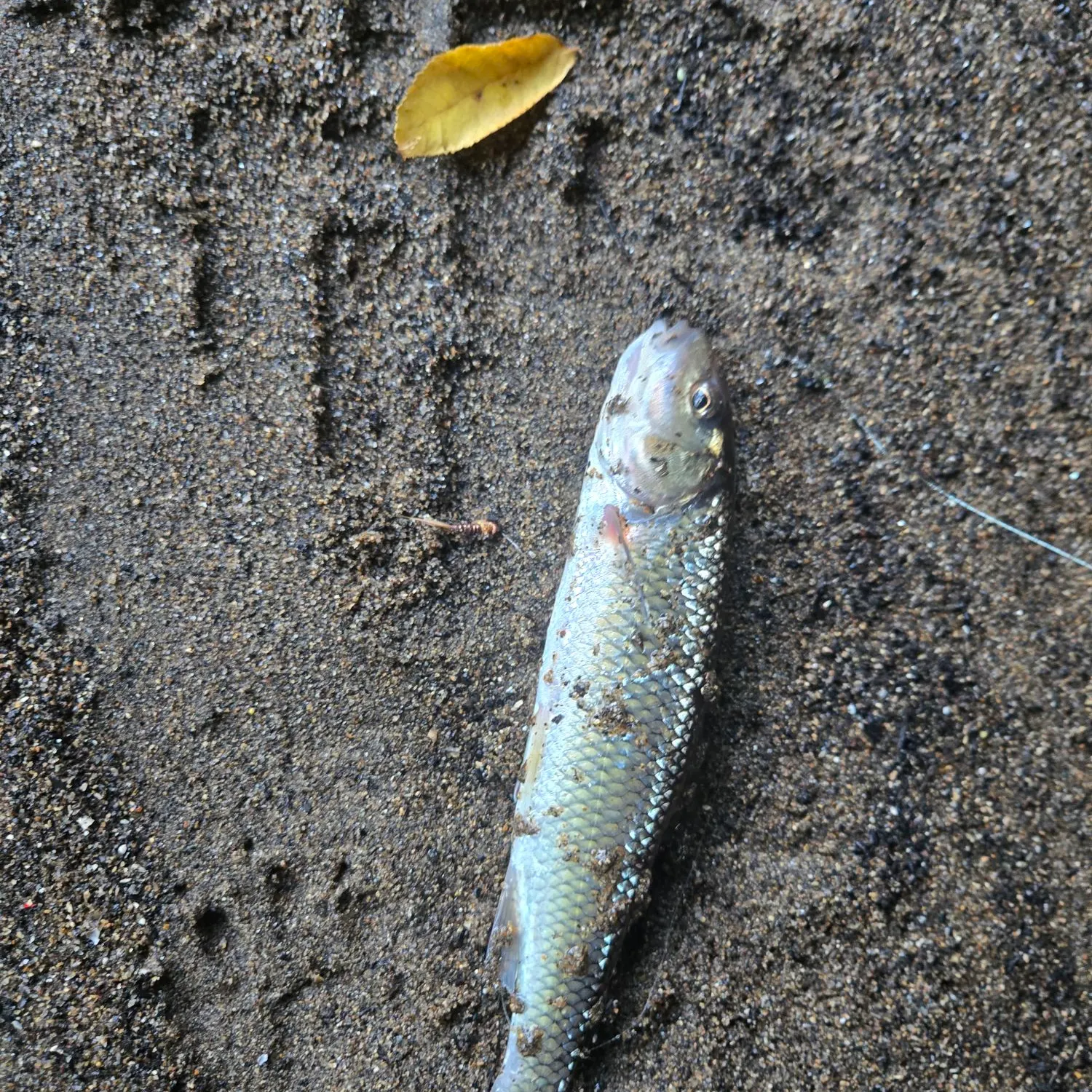 Fallfish caught on Fishbrain