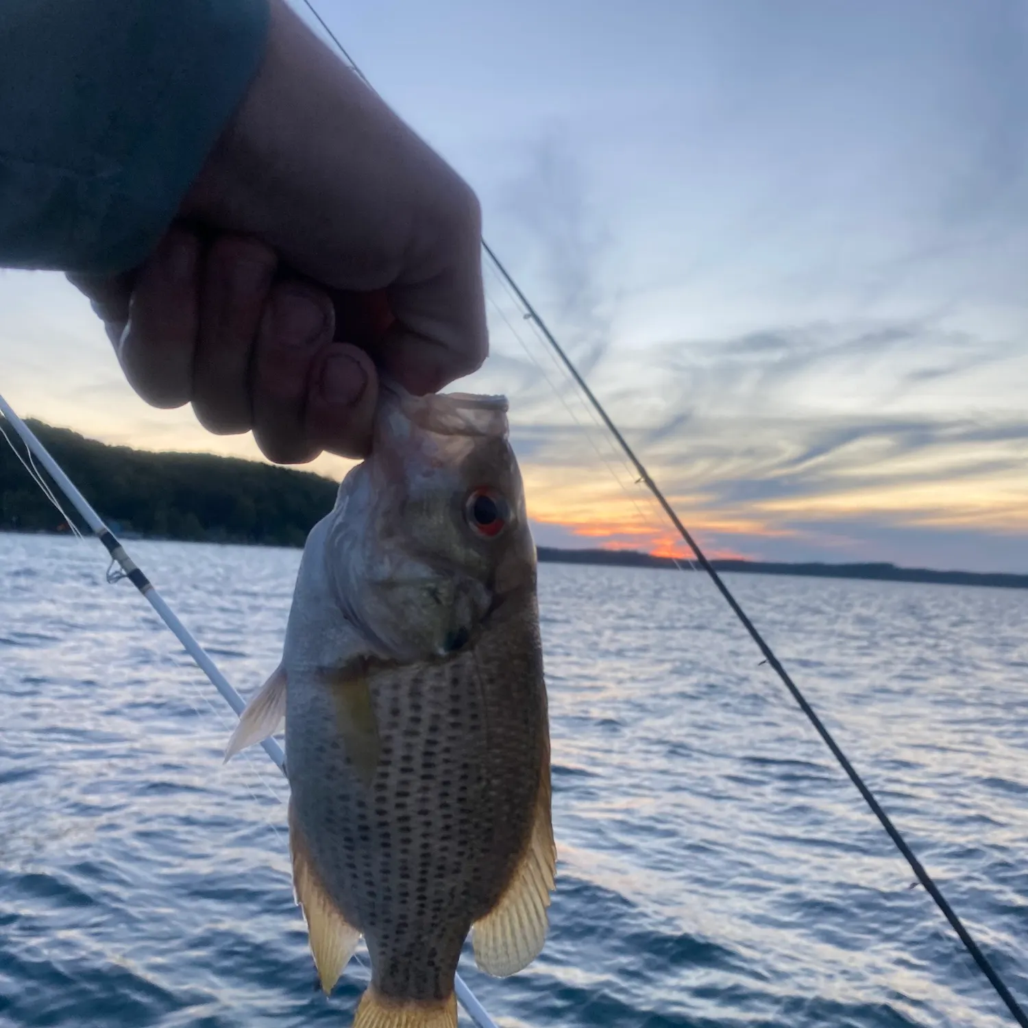 Rock bass caught on Fishbrain
