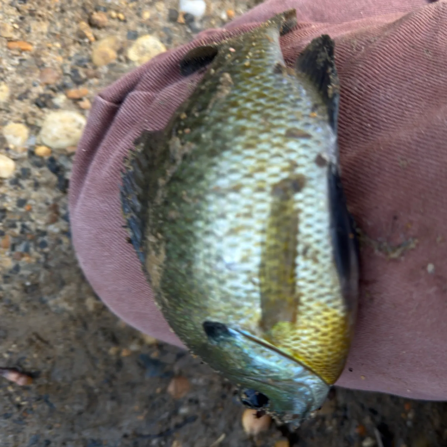 Bluegill caught on Fishbrain