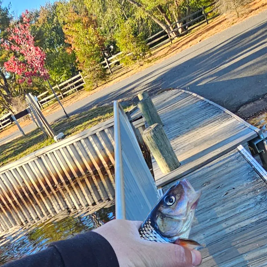 Fallfish caught on Fishbrain