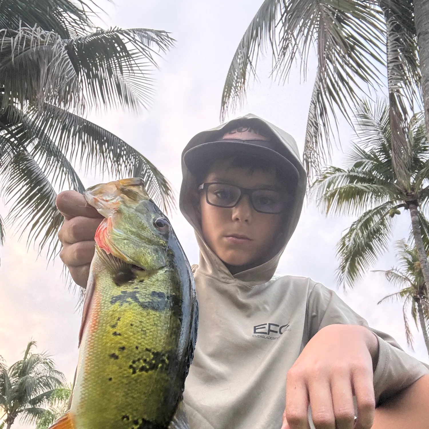 The most recent Butterfly peacock bass catches on Fishbrain