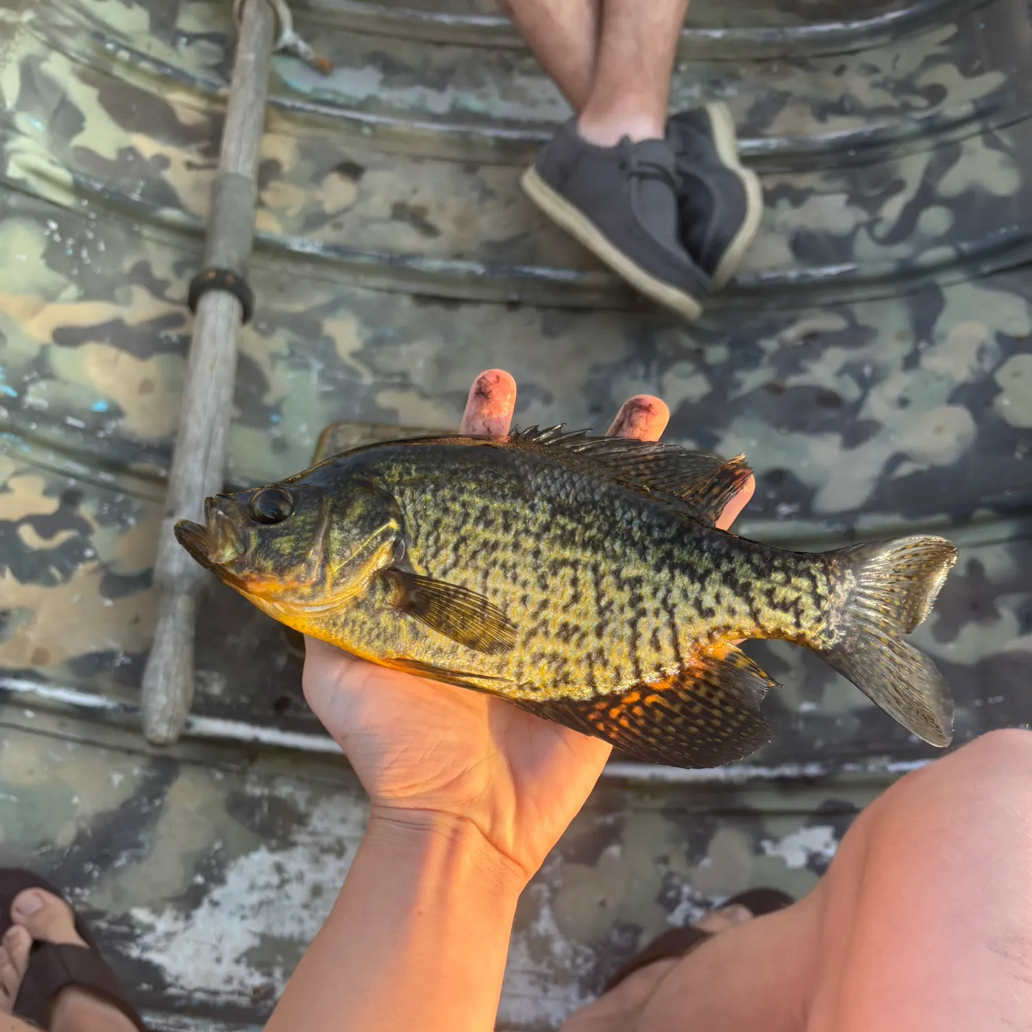 recently logged catches
