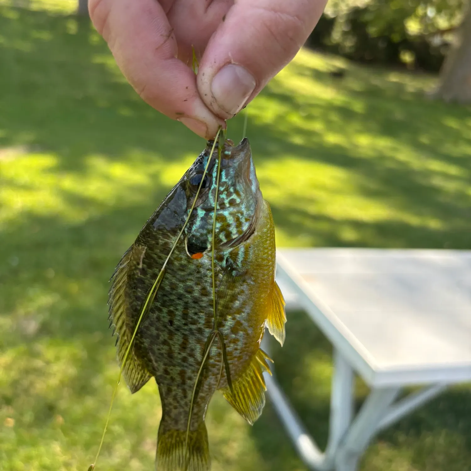 Pumpkinseed caught on Fishbrain