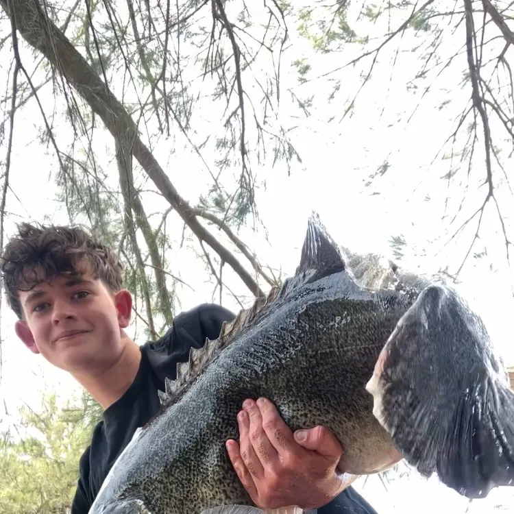 The most recent Murray cod catches on Fishbrain