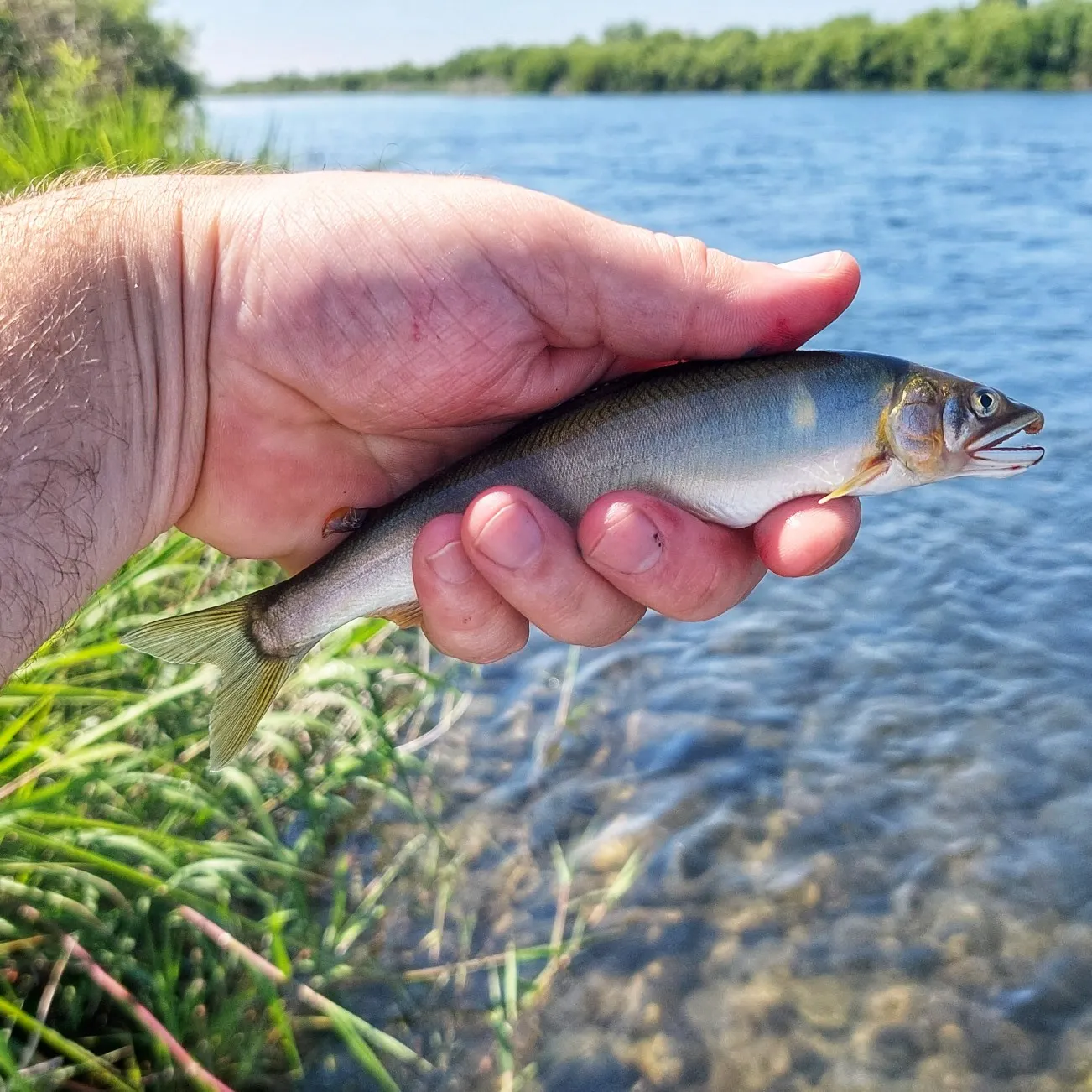 most liked catch image