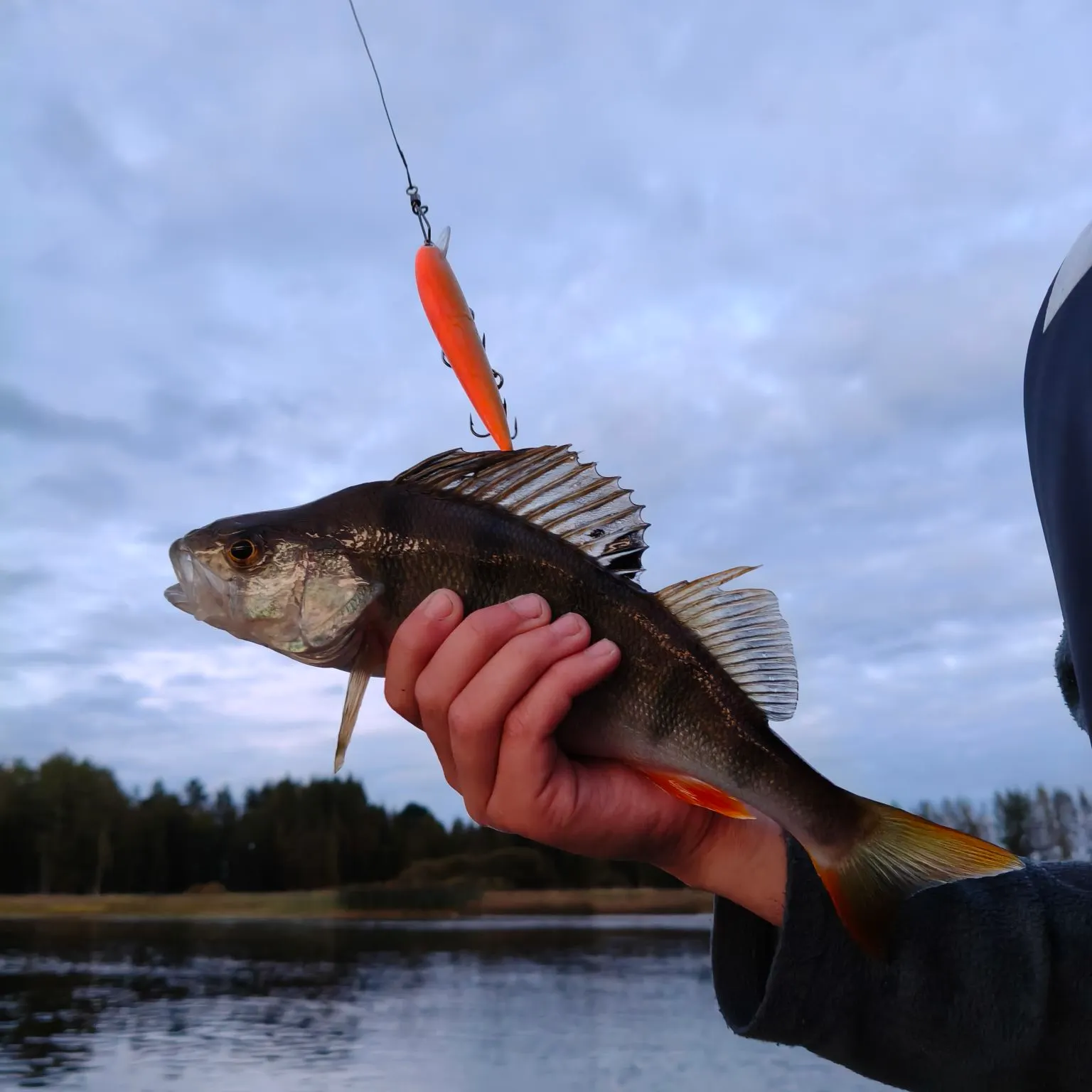 European perch caught on Fishbrain