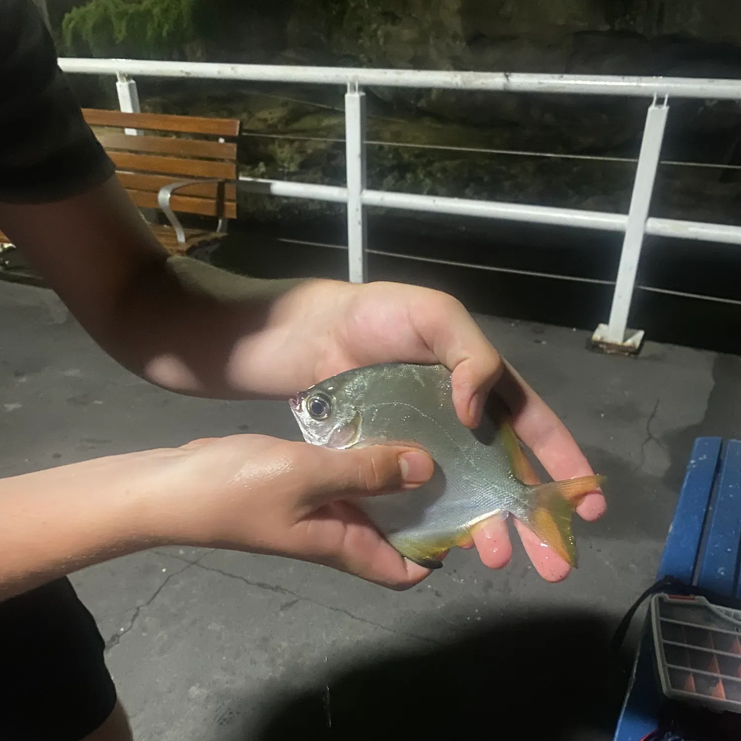 The most recent Silver moony catches on Fishbrain