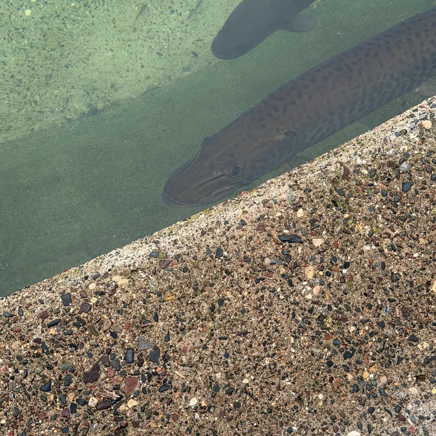 The most recent Muskie catches on Fishbrain