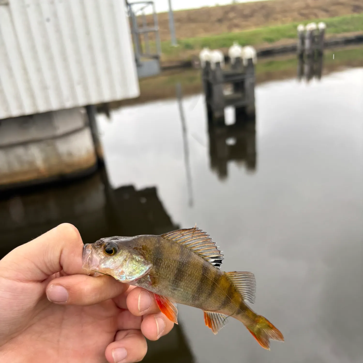 European perch caught on Fishbrain