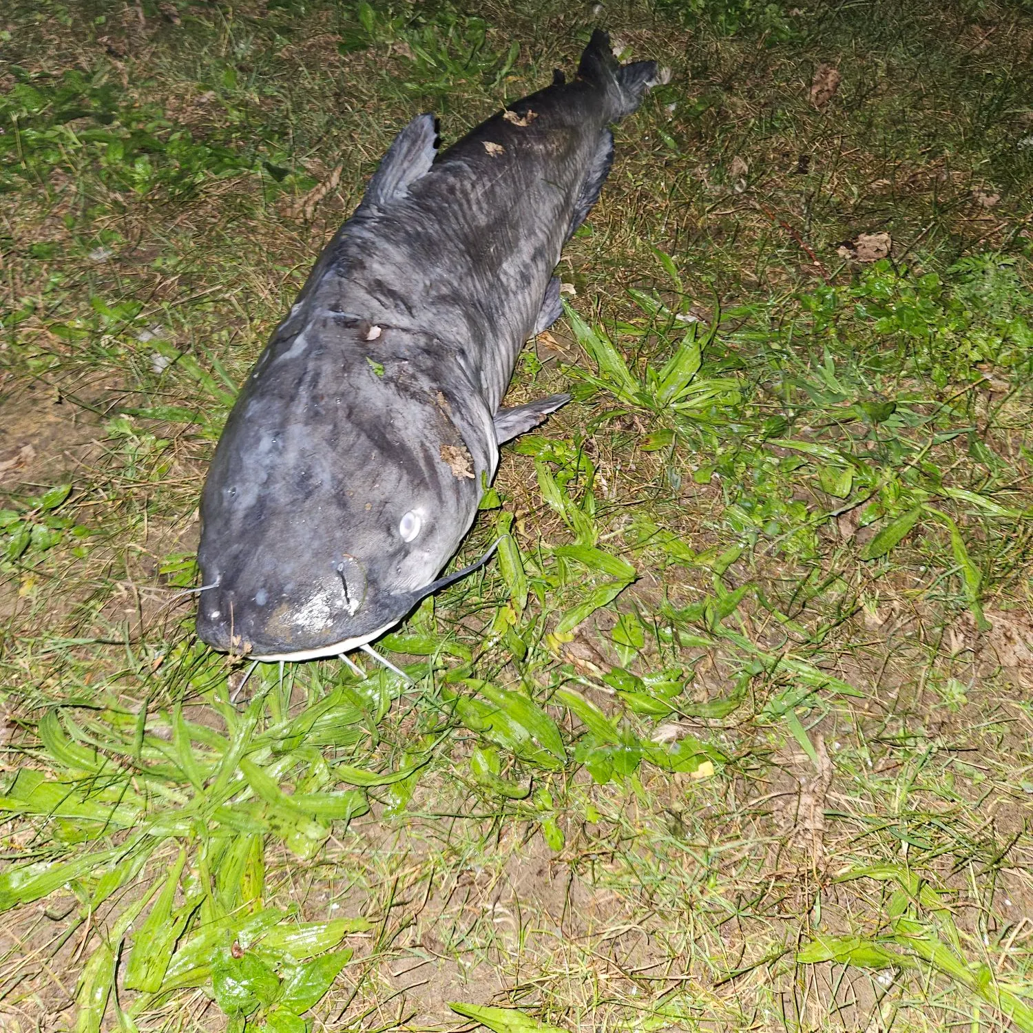 Channel catfish caught on Fishbrain