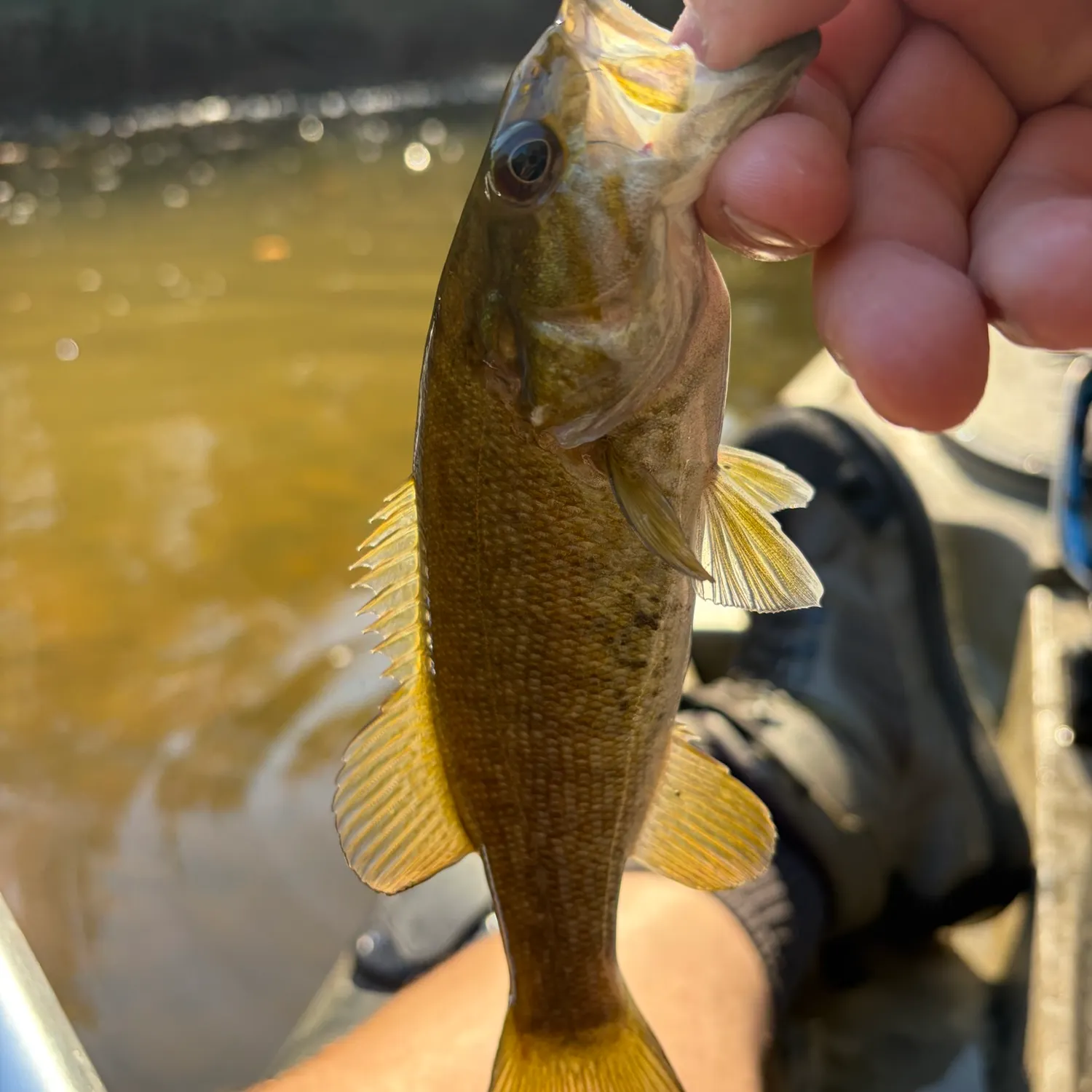 Smallmouth bass caught on Fishbrain