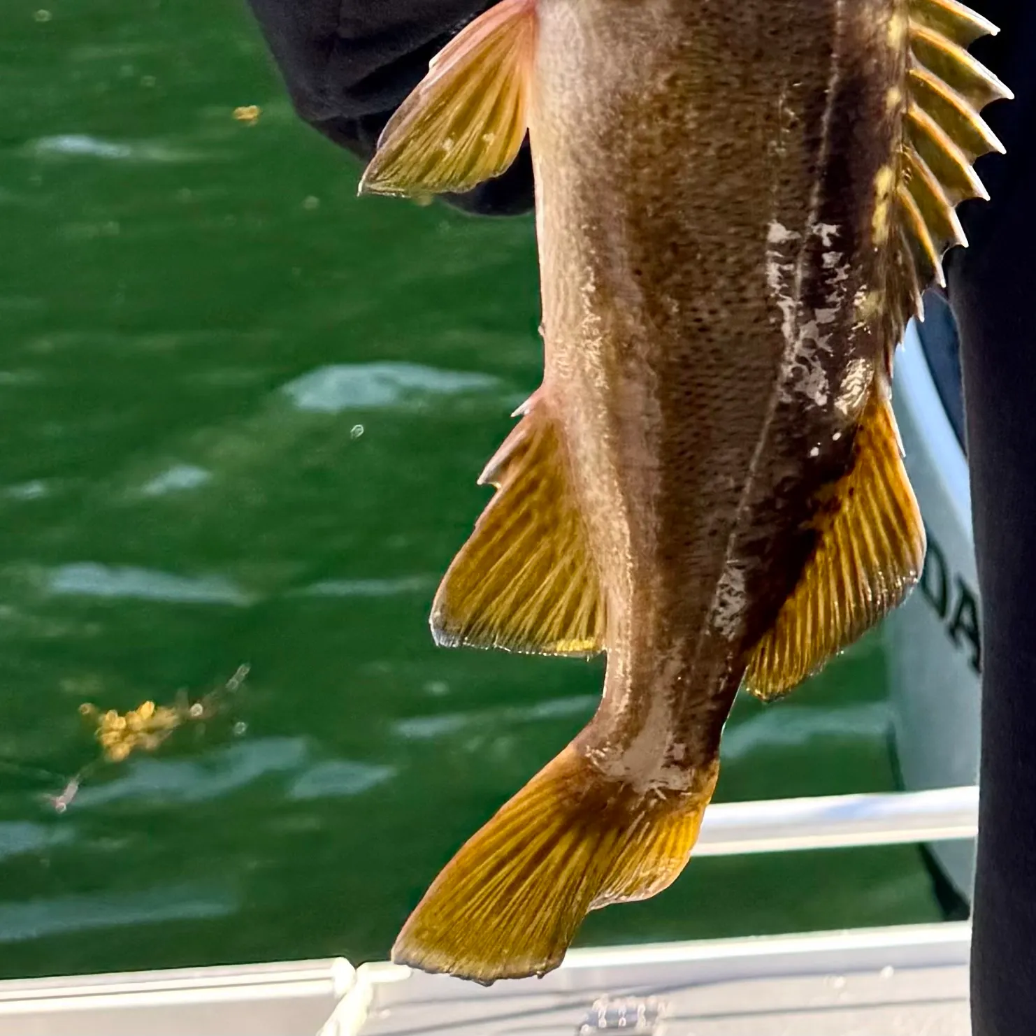 The most recent Yellowtail rockfish catches on Fishbrain