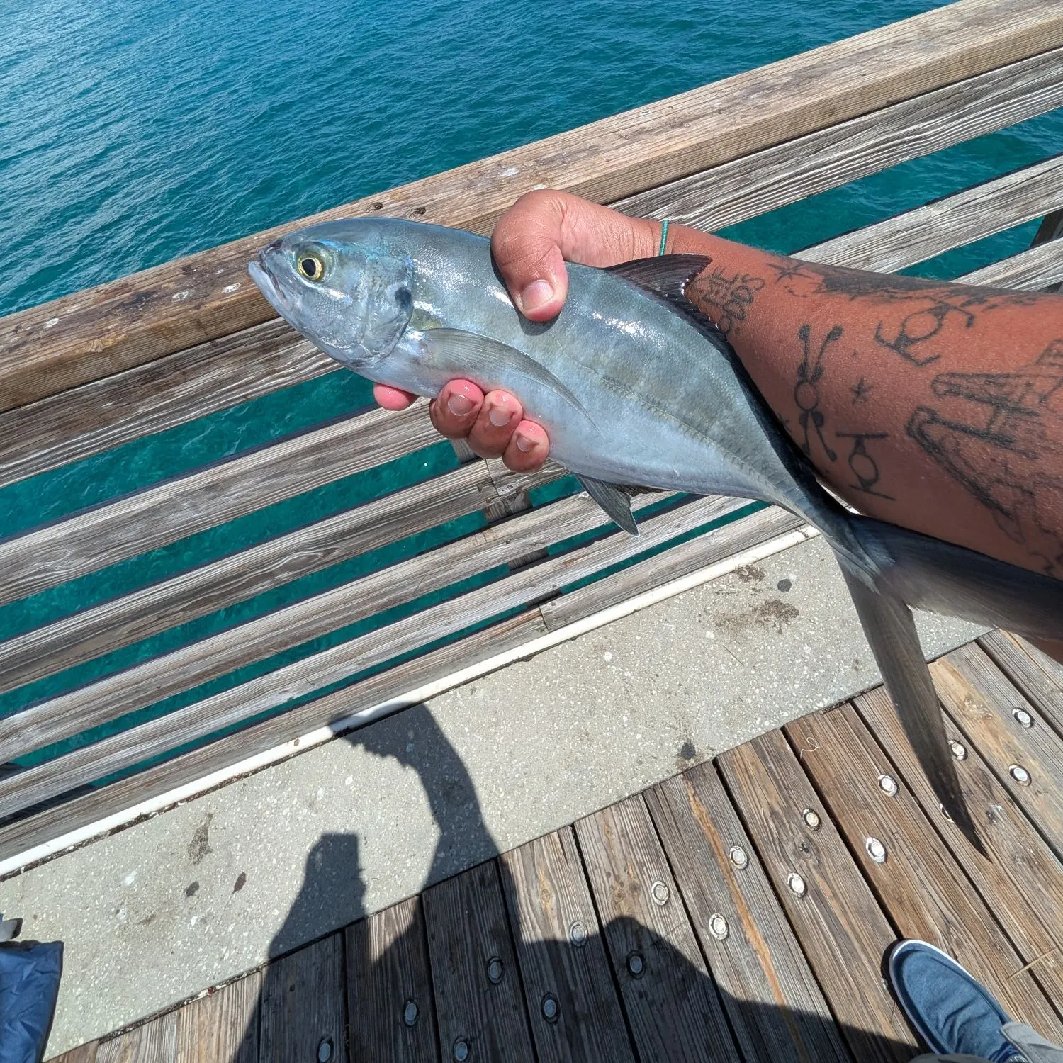 Blue runner caught on Fishbrain