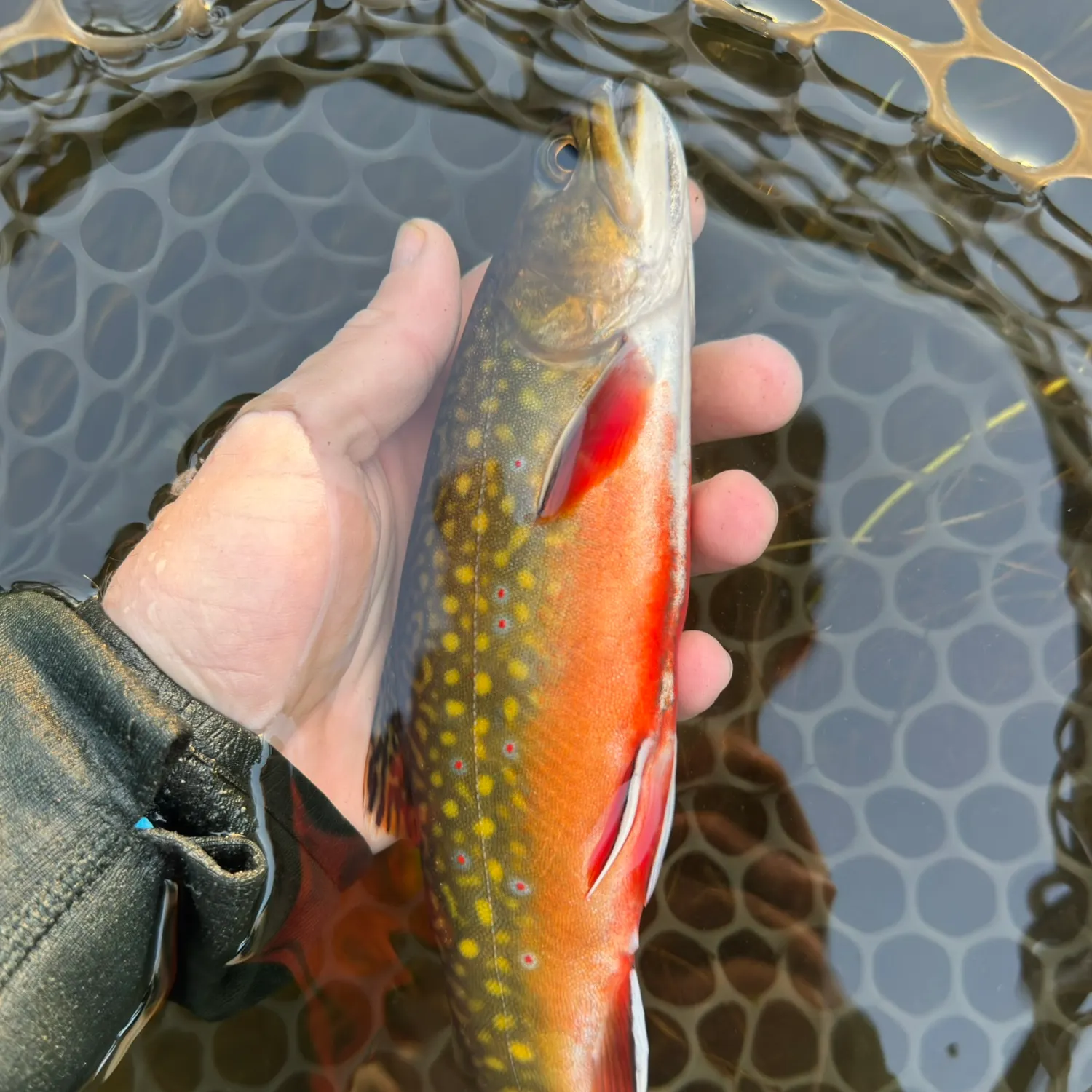 Brook trout caught on Fishbrain