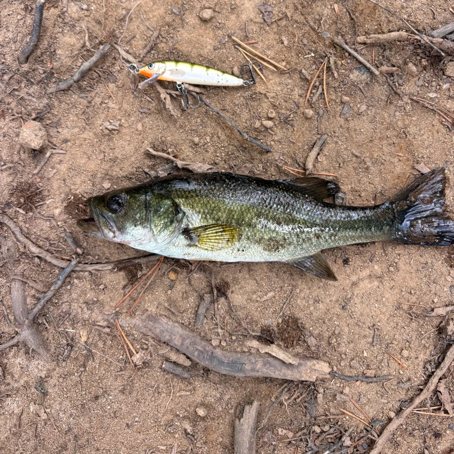Largemouth bass caught on Fishbrain