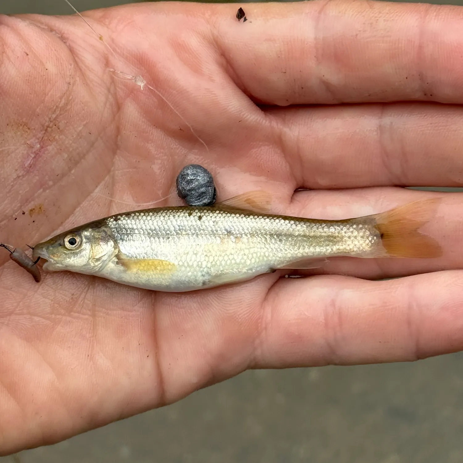 The most recent Central stoneroller catches on Fishbrain