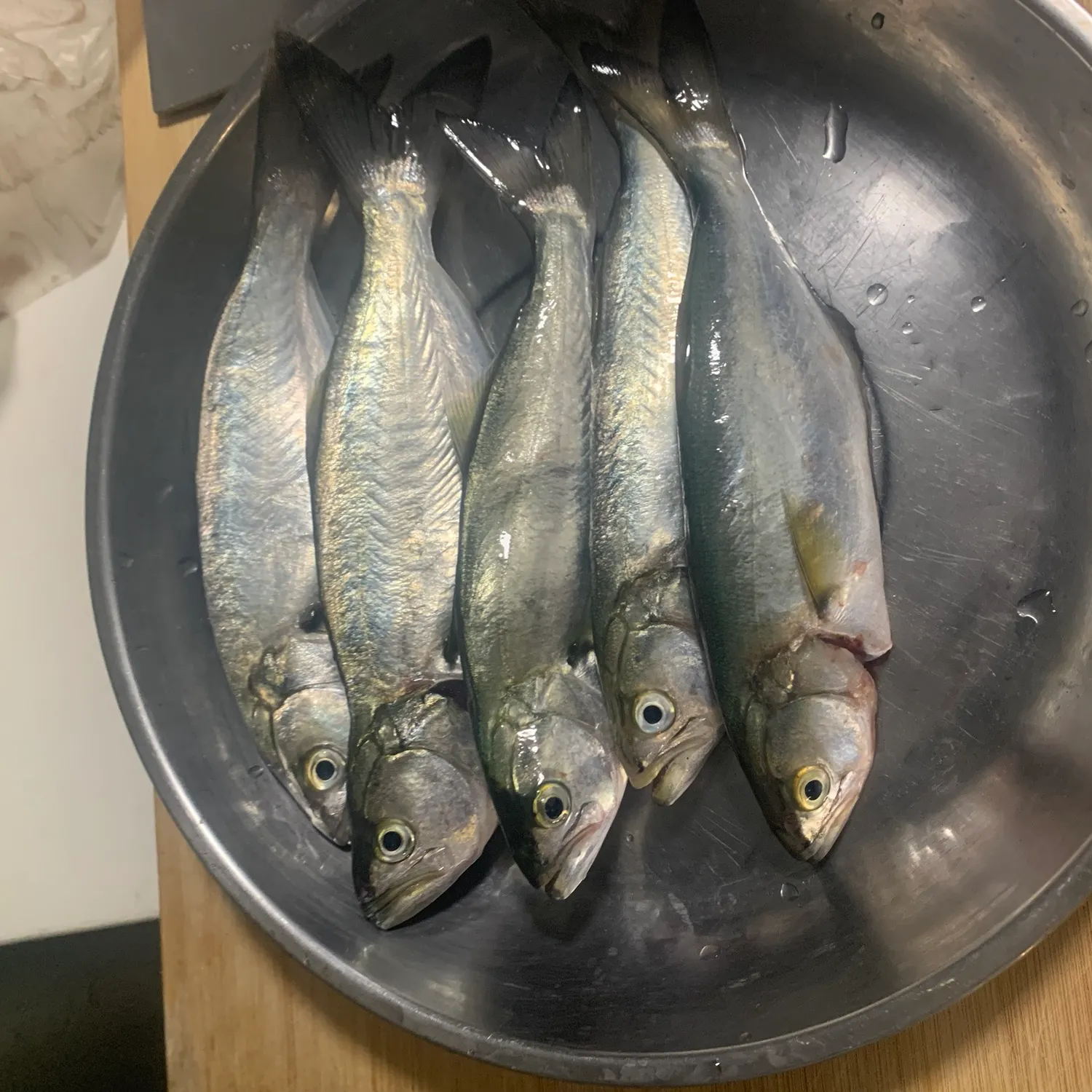 Bluefish caught on Fishbrain