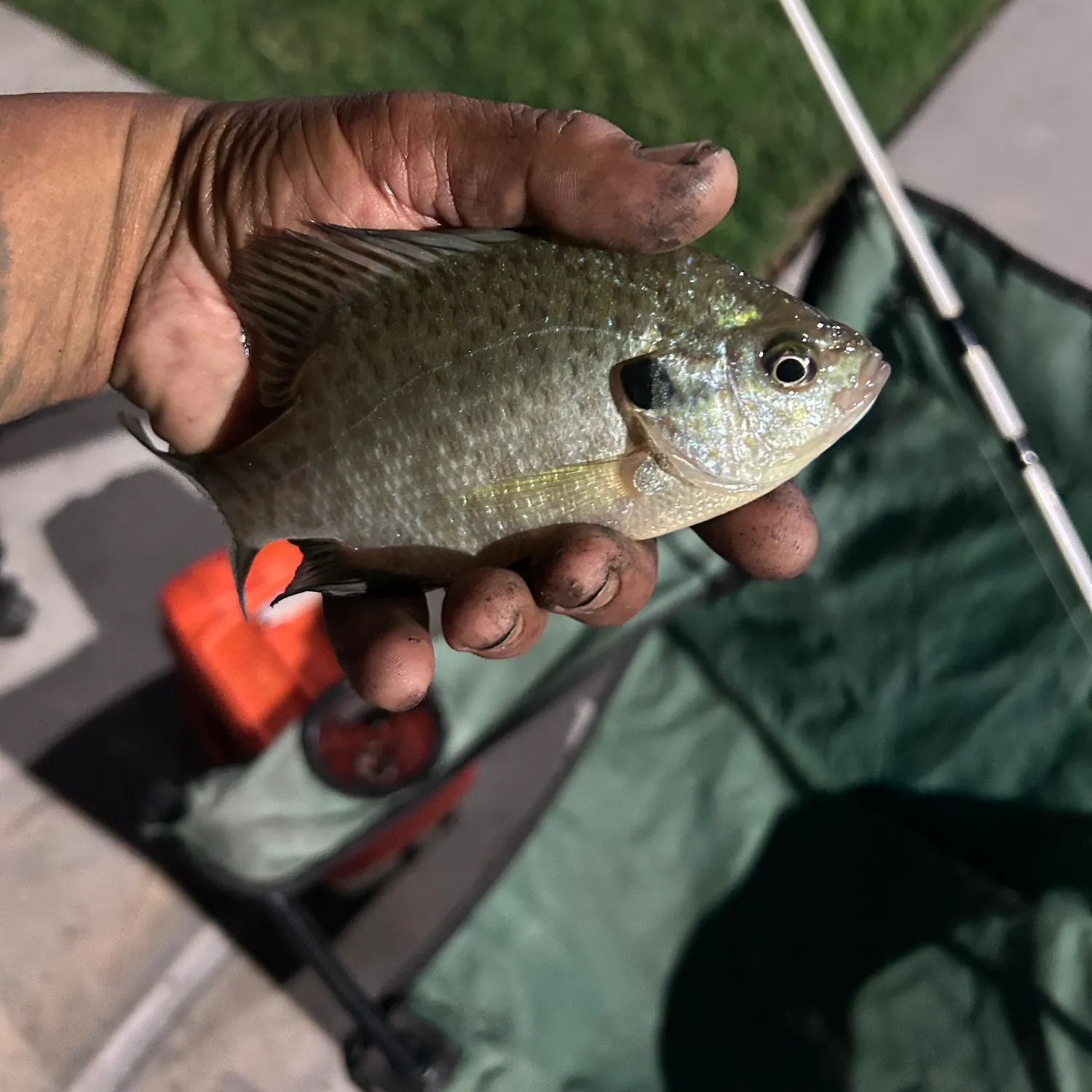 Bluegill caught on Fishbrain