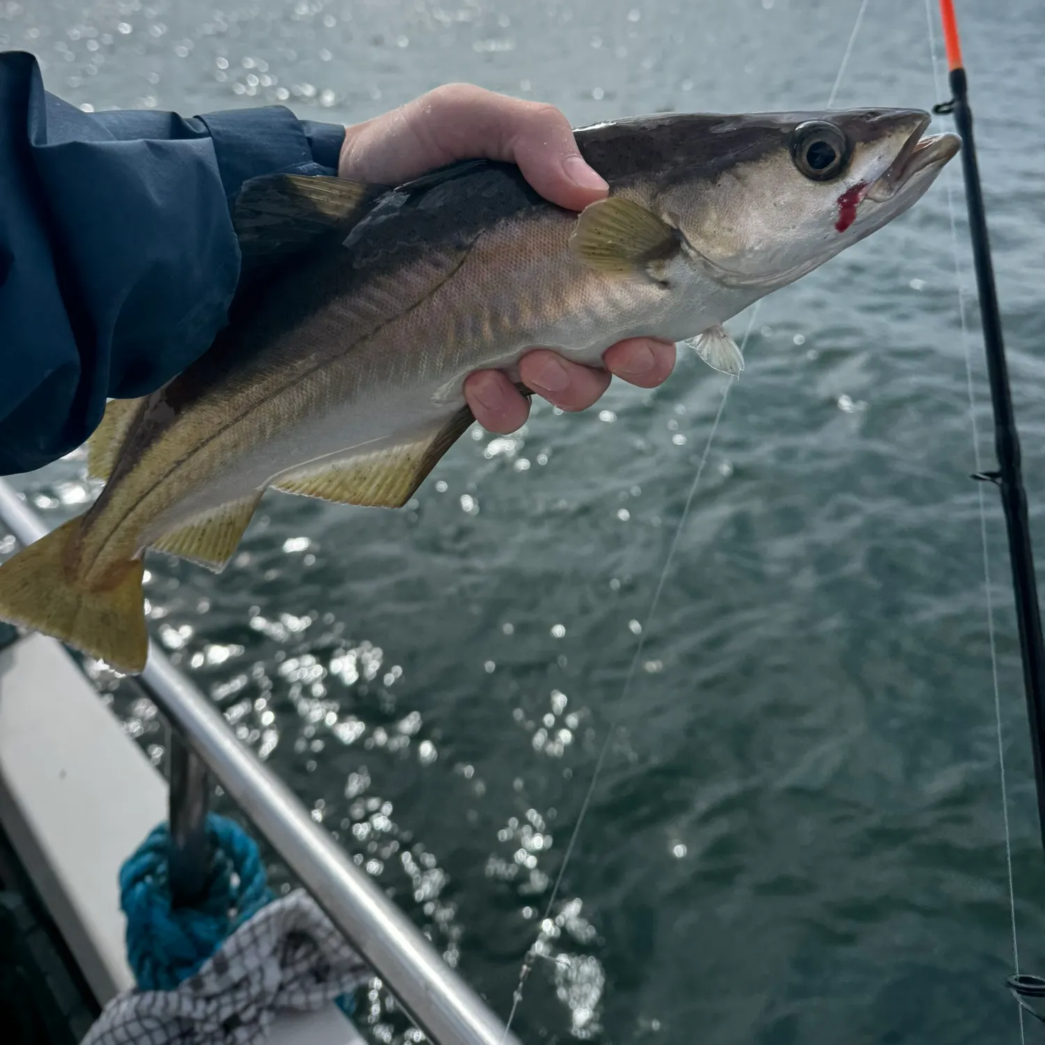Pollack caught on Fishbrain
