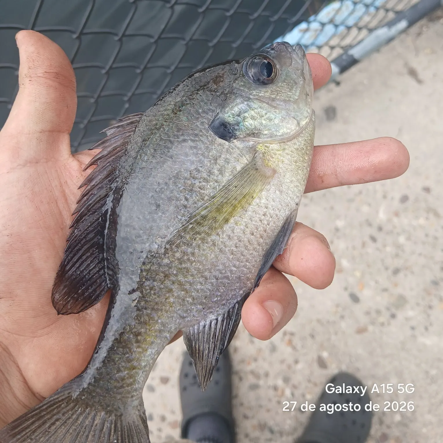 Fish caught on Fishbrain
