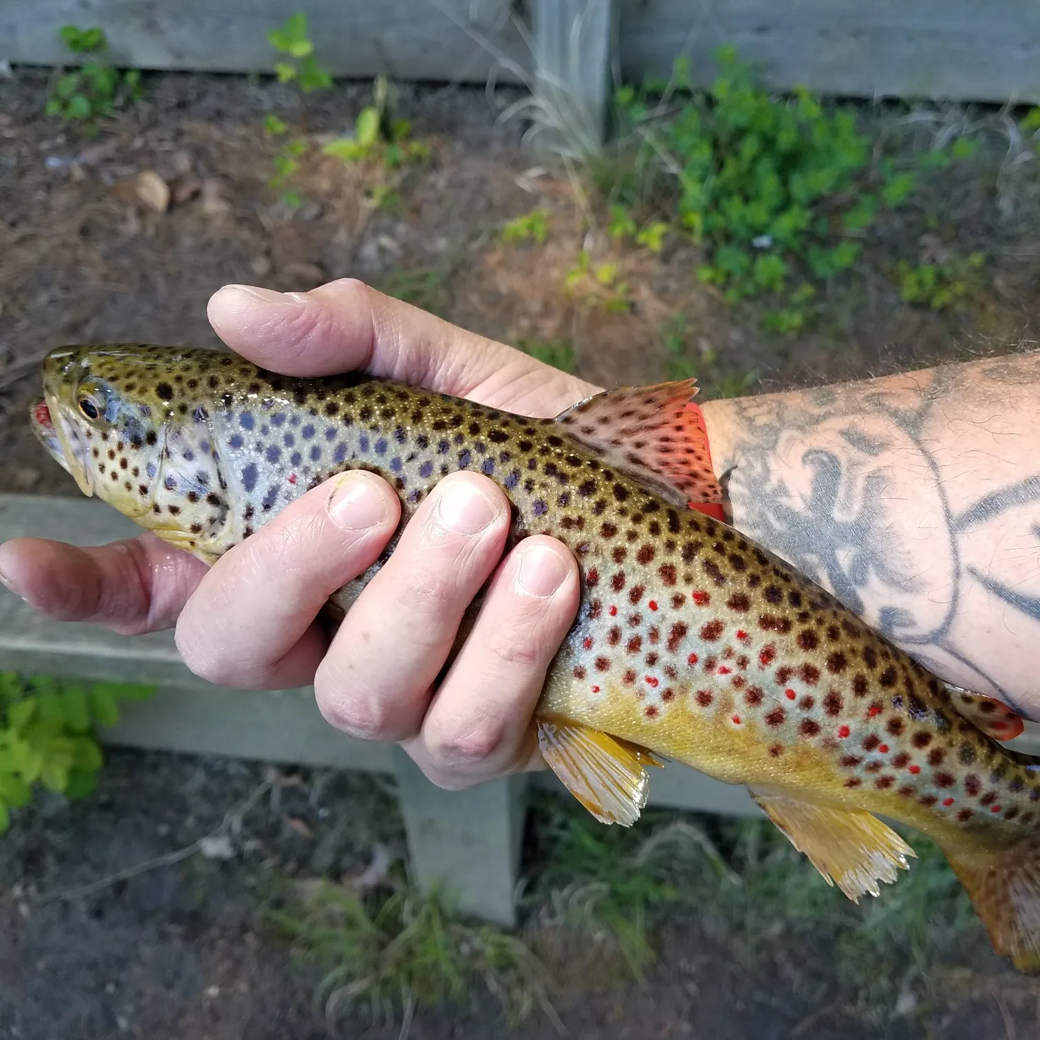 recently logged catches