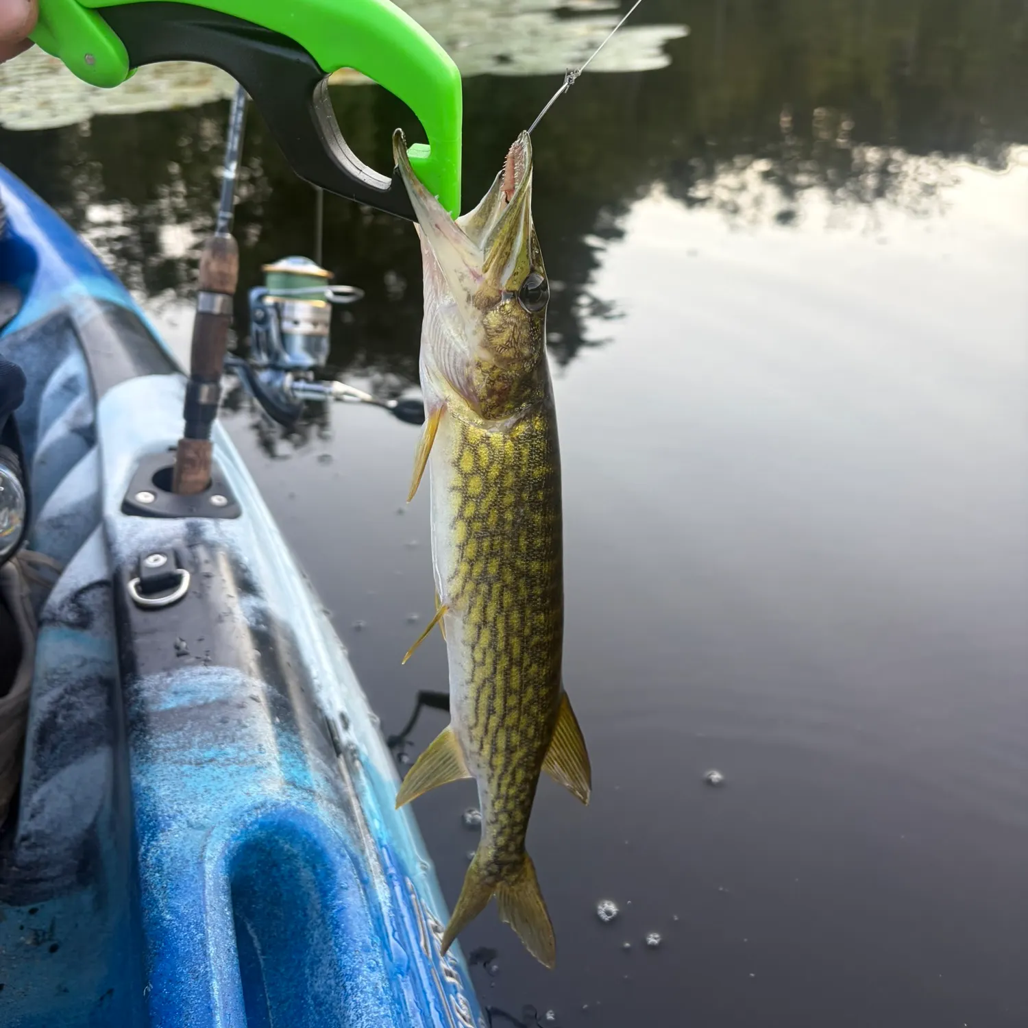 Chain pickerel caught on Fishbrain