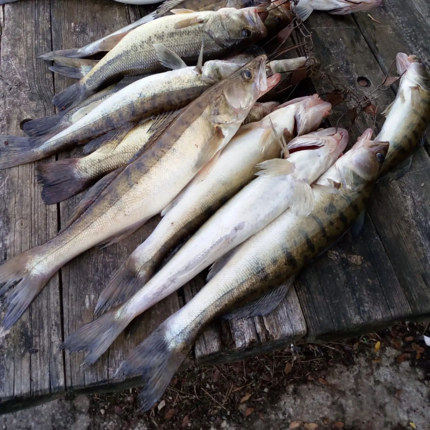 recently logged catches